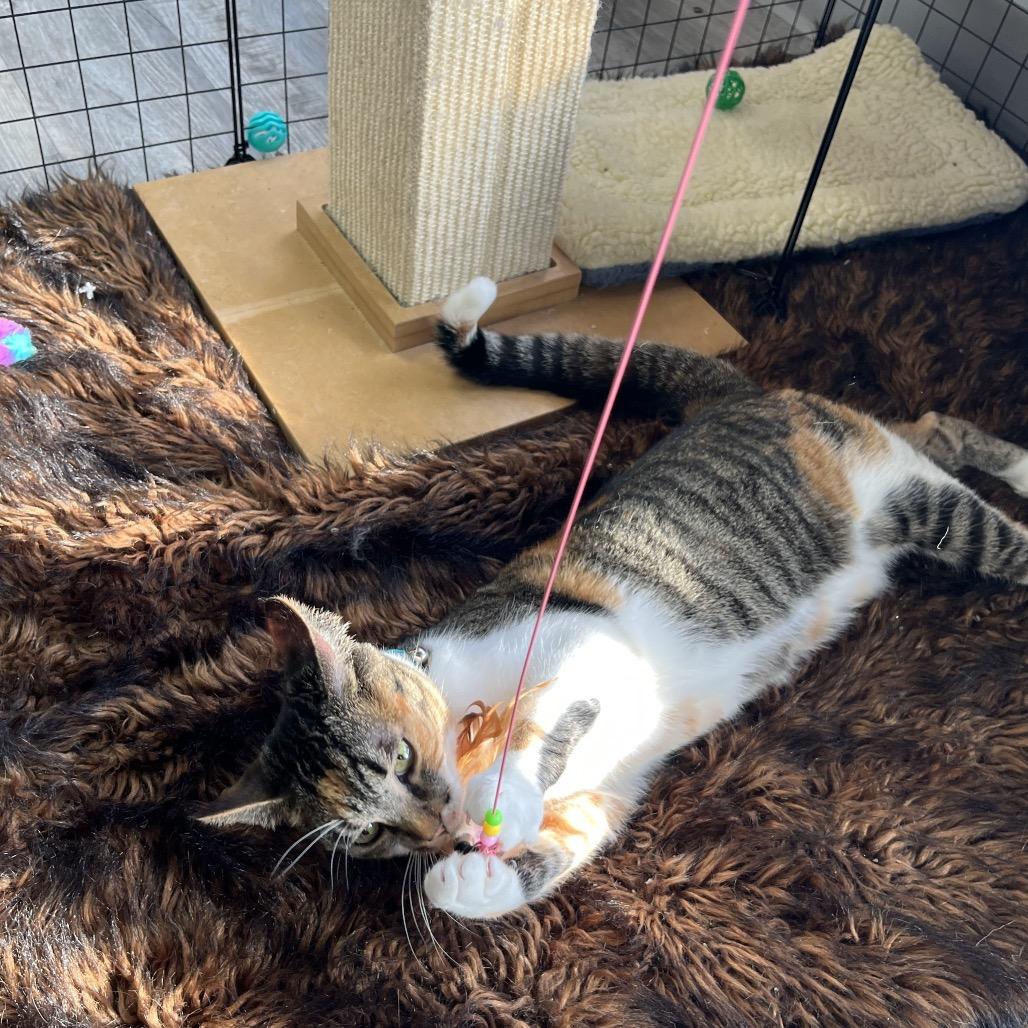 Enlarge Sushi, an adoptable Domestic Short Hair in Crookston, MN image 4/5