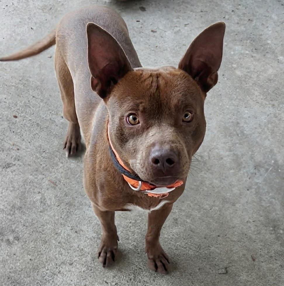 Enlarge MR DOCTOR PROFESSOR, a Adoptable mixed breed in Rome, GA image 2/2