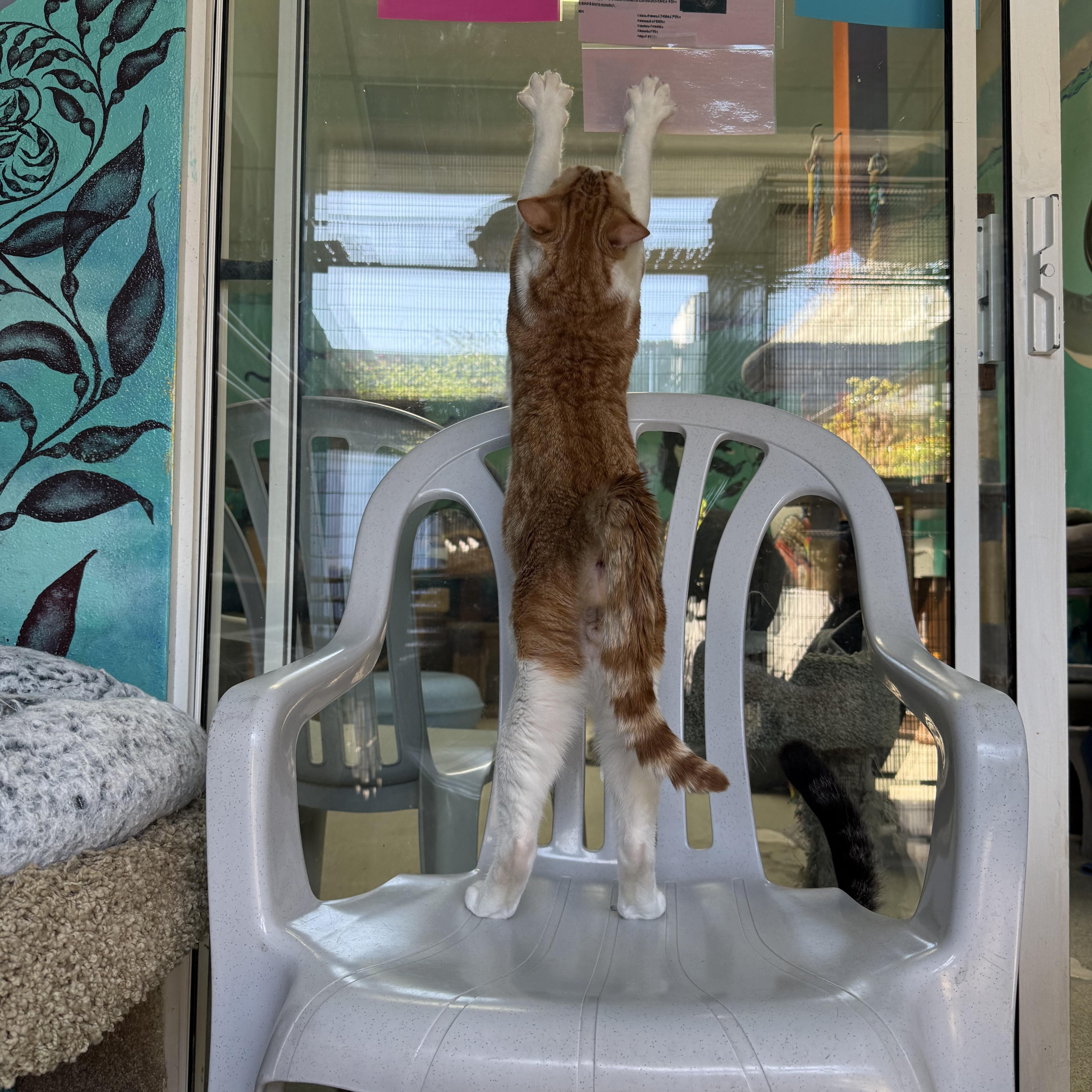 Oatmeal, a ADOPTABLE Tabby in Newport Beach, CA image 4/6