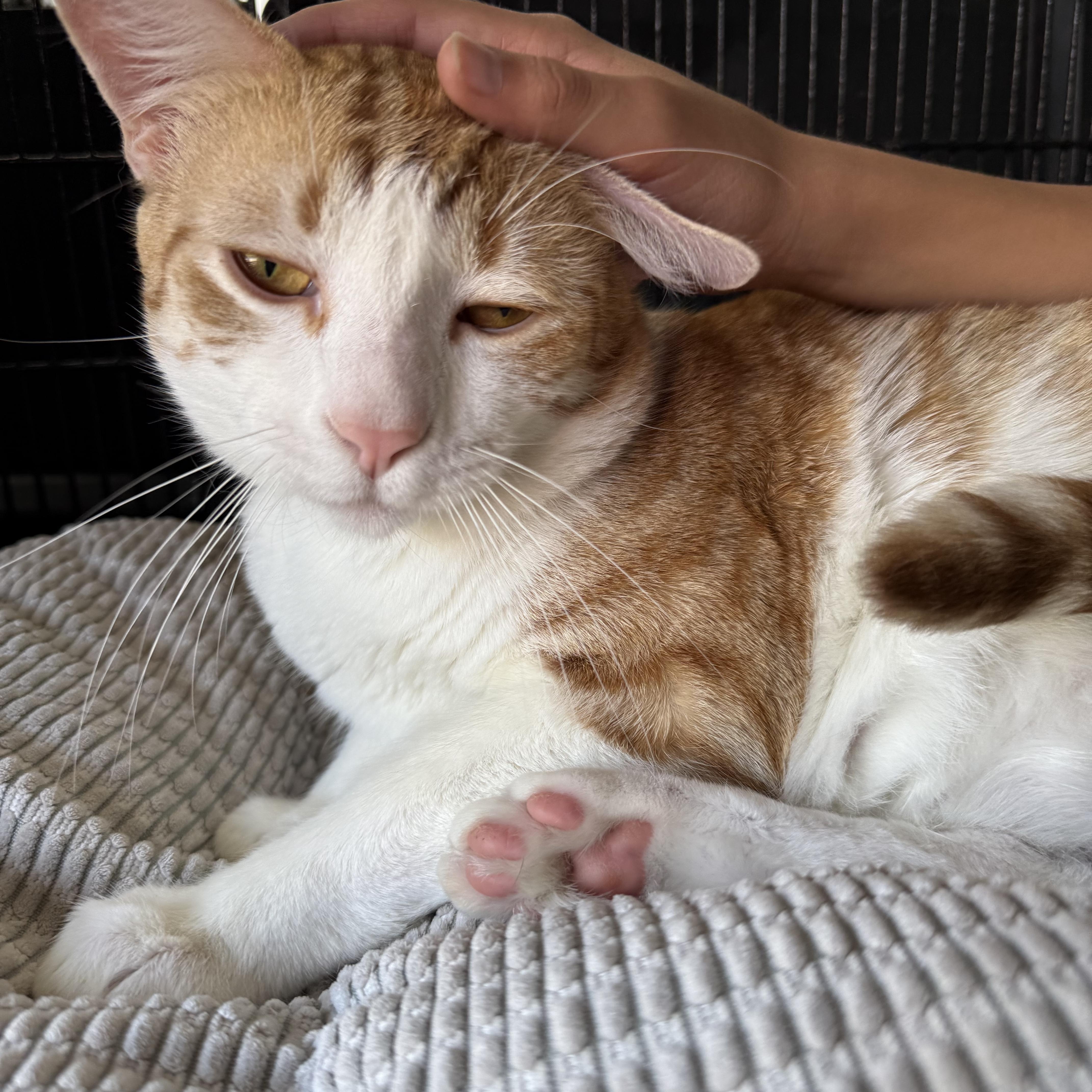 Oatmeal, a ADOPTABLE Tabby in Newport Beach, CA image 3/6