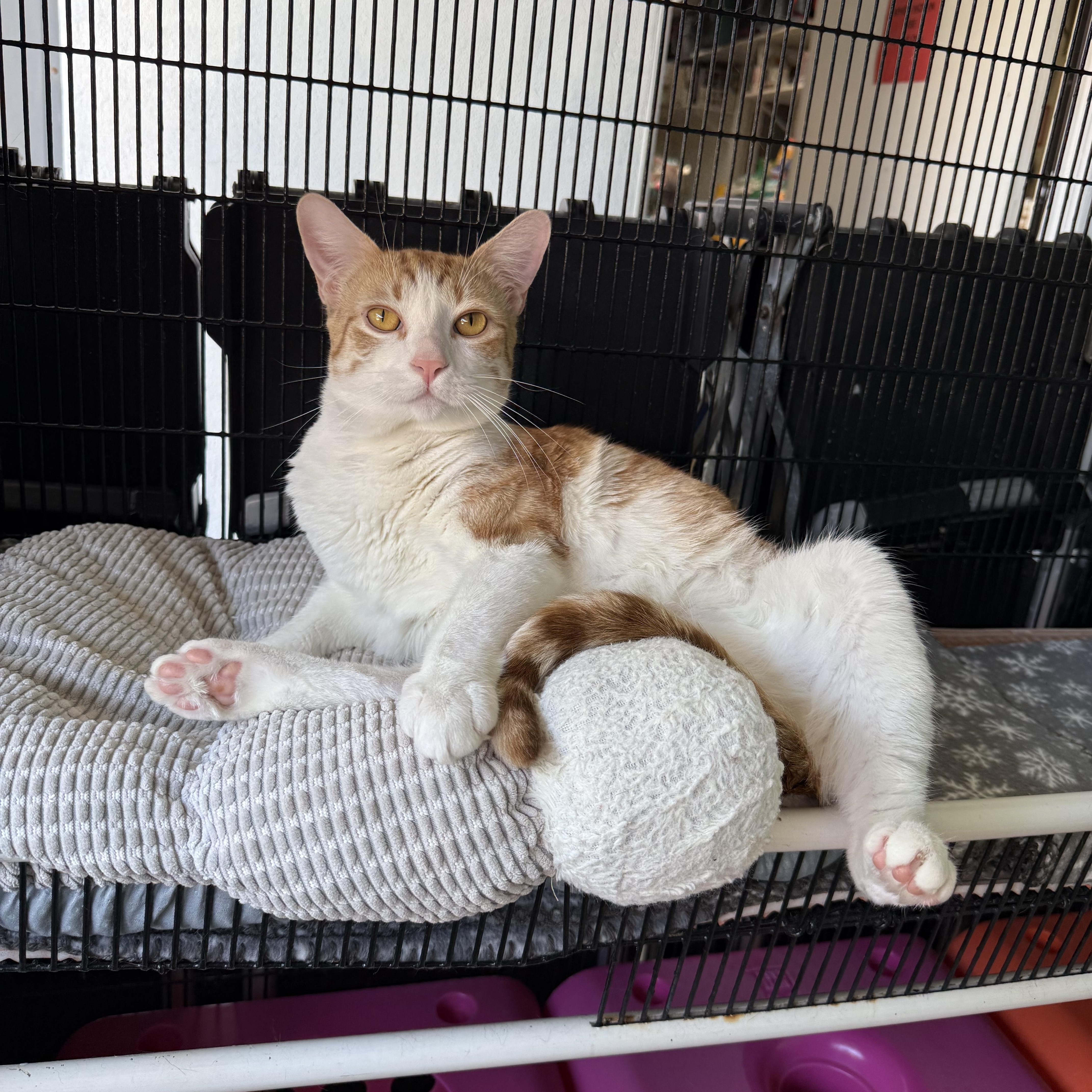Oatmeal, a ADOPTABLE Tabby in Newport Beach, CA image 1/6