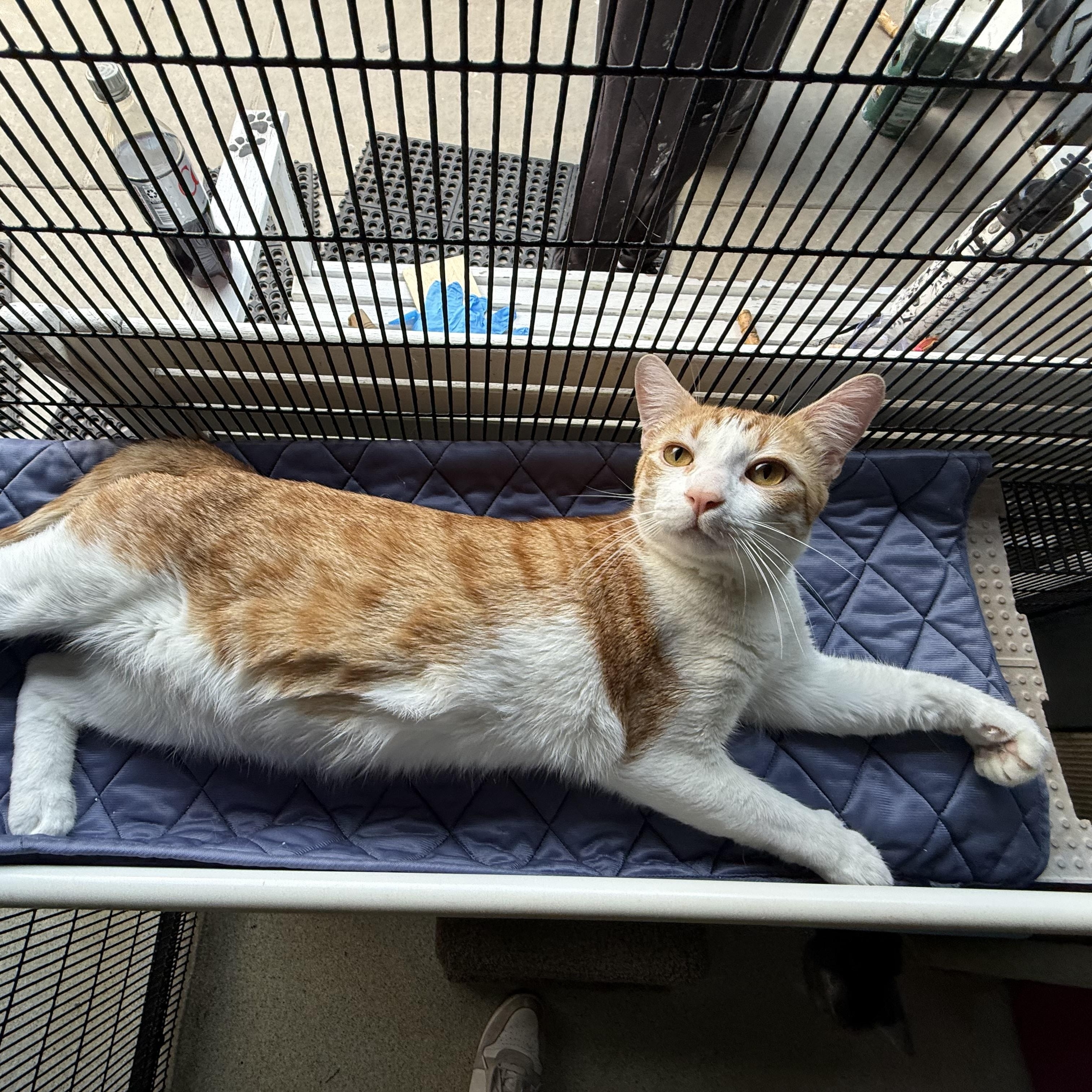 Oatmeal, a ADOPTABLE Tabby in Newport Beach, CA image 2/6