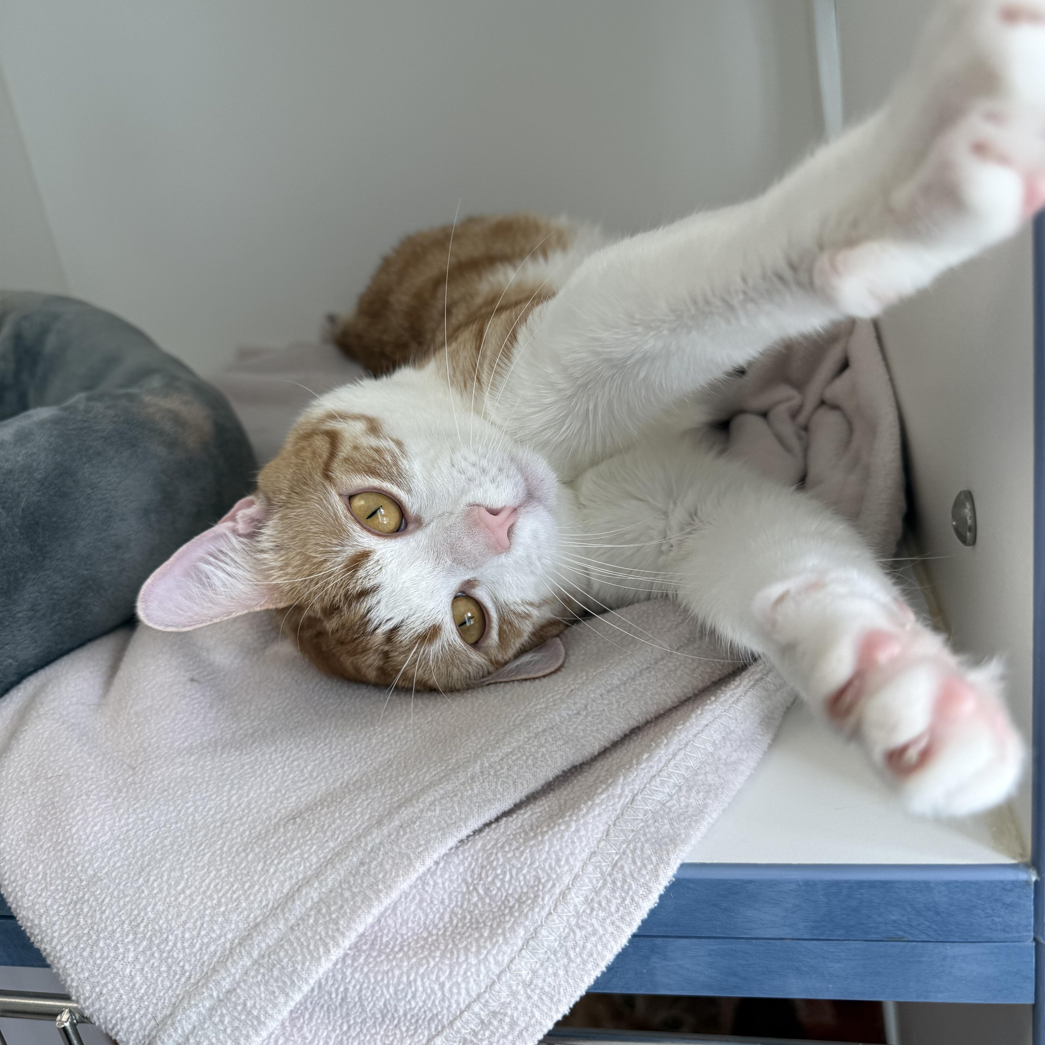 Oatmeal, a ADOPTABLE Tabby in Newport Beach, CA image 5/6
