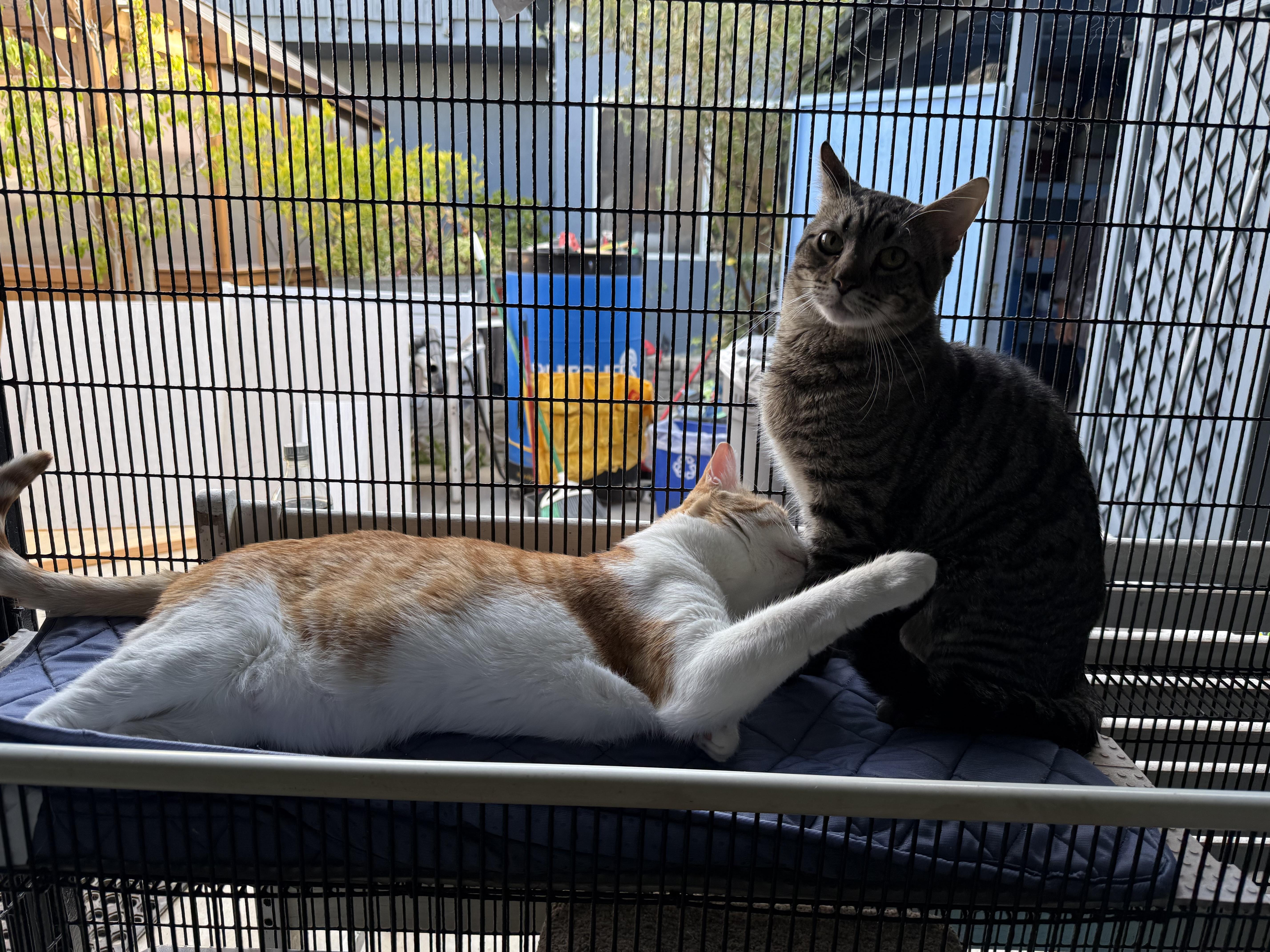 Oatmeal, a ADOPTABLE Tabby in Newport Beach, CA image 6/6