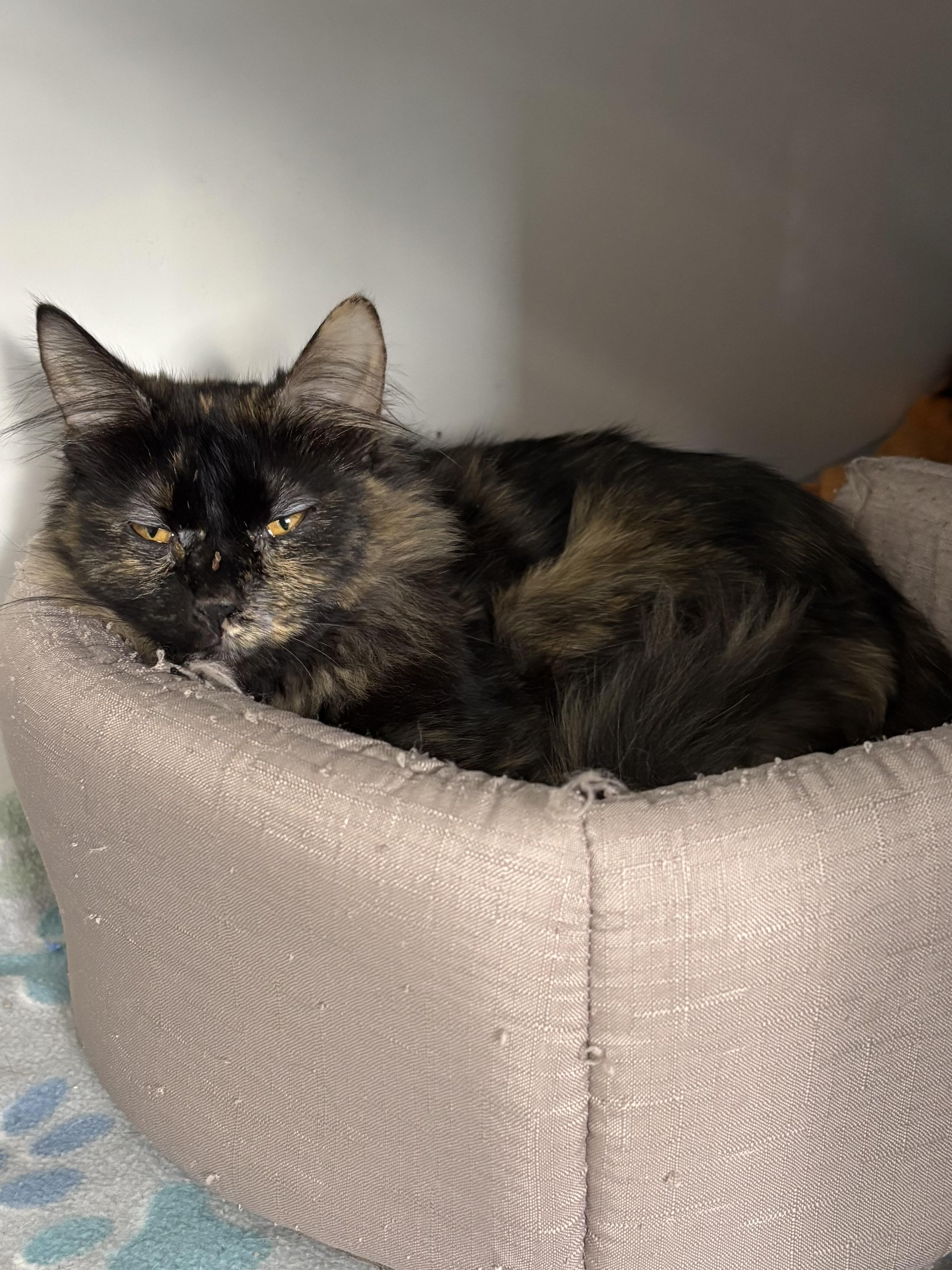 Enlarge Turtle, a ADOPTABLE Domestic Long Hair in Big Rapids, MI image 3/3