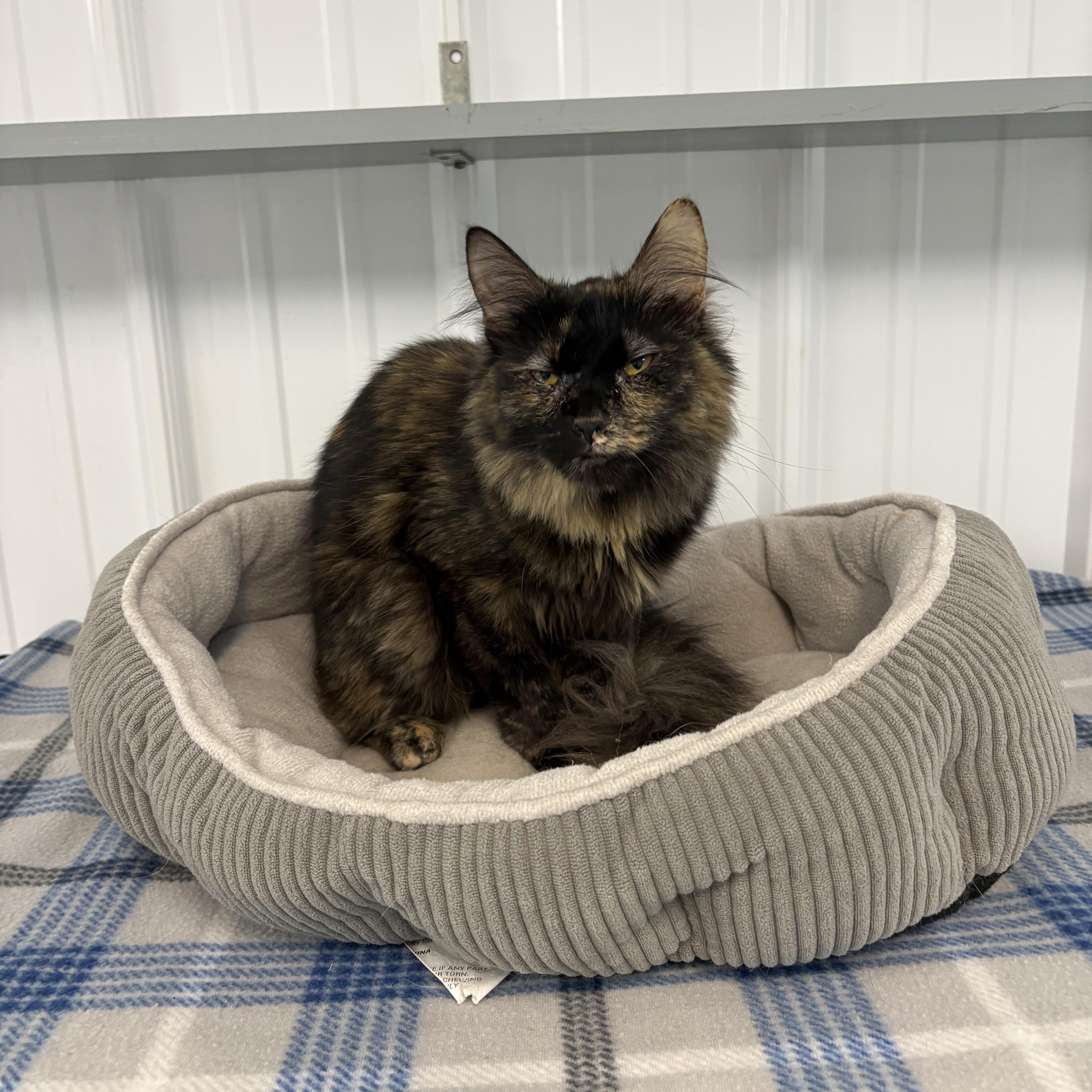Turtle, ADOPTABLE, Adult Female Domestic Long Hair.