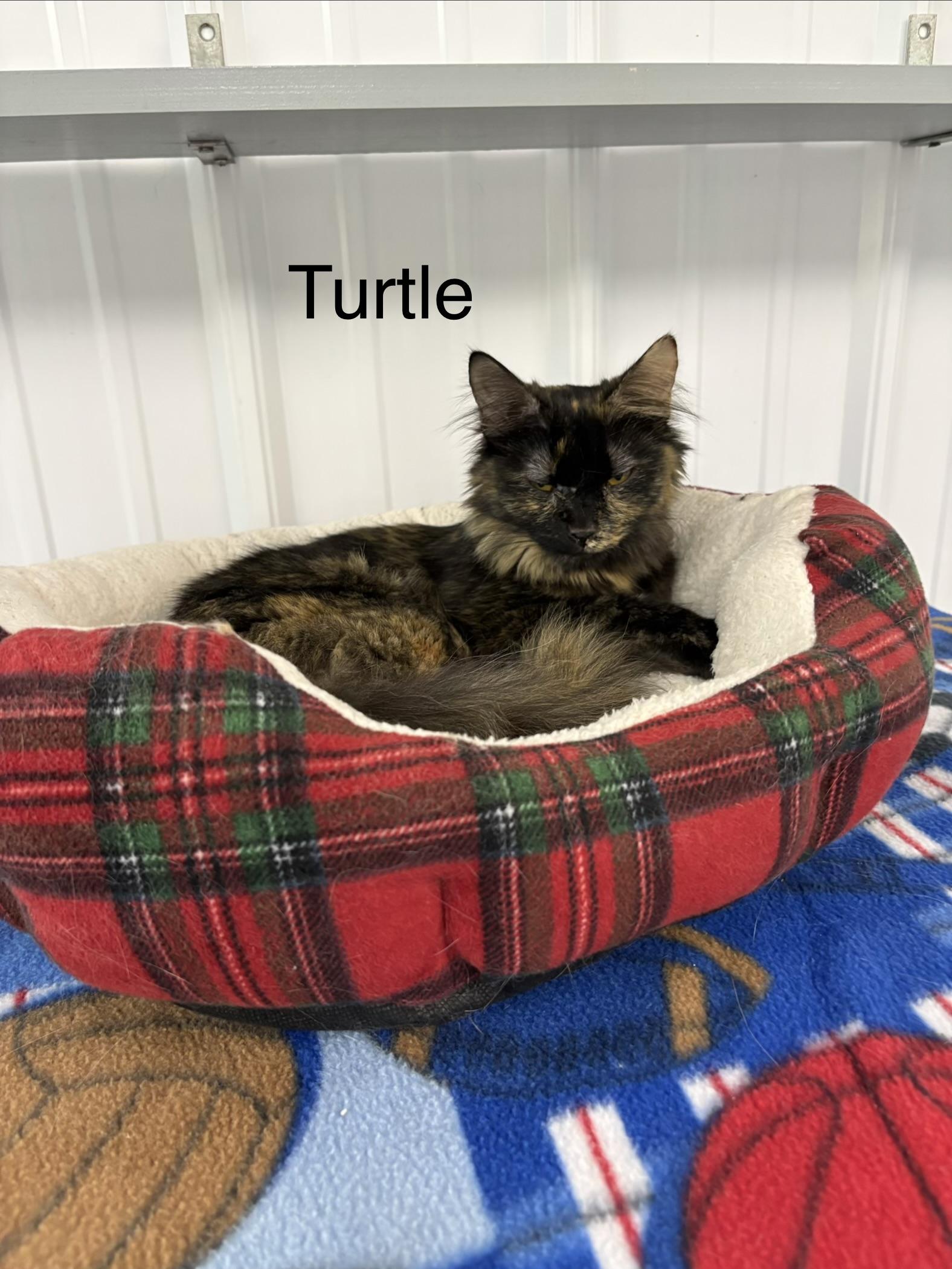 Enlarge Turtle, a ADOPTABLE Domestic Long Hair in Big Rapids, MI image 2/3