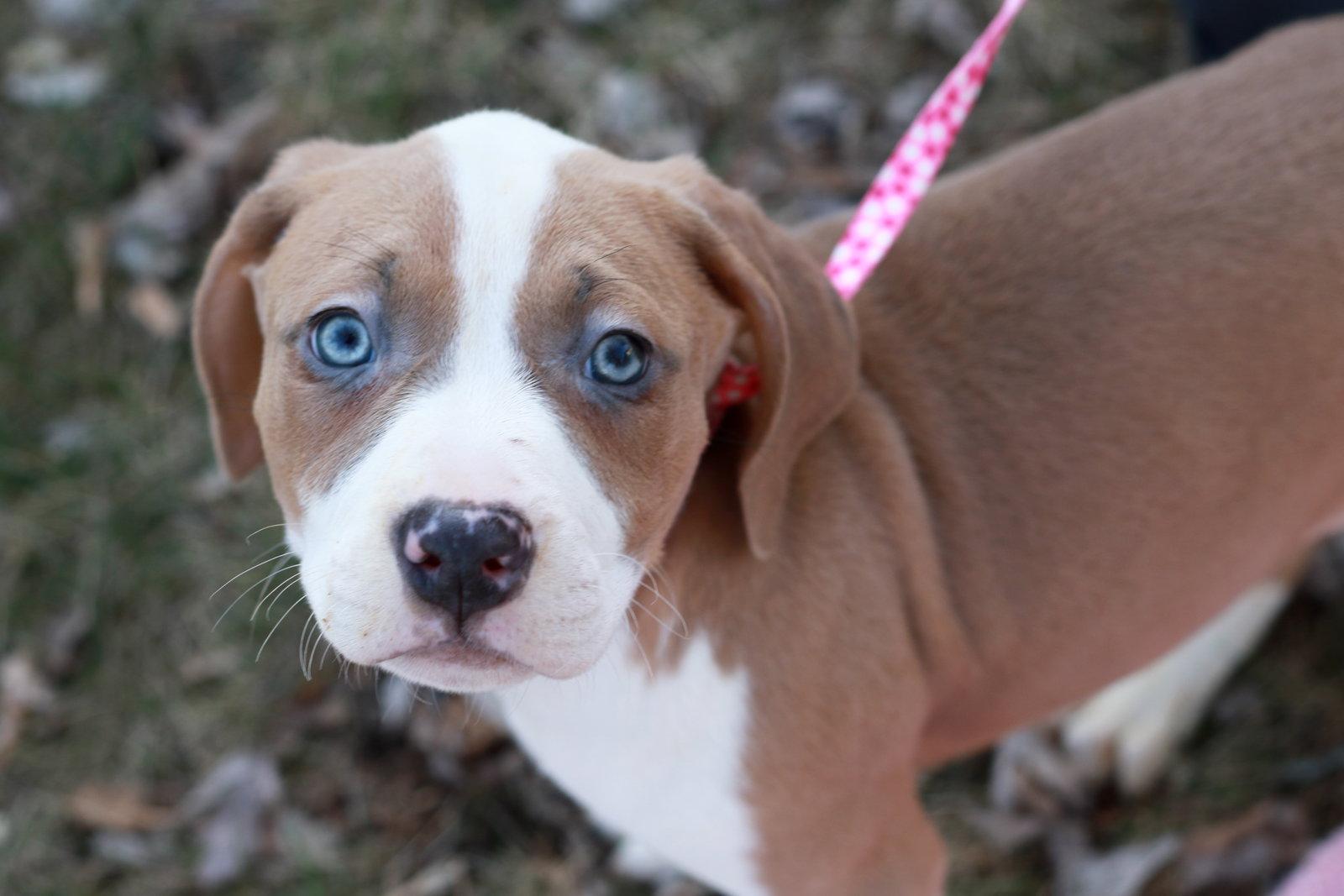 Drizella, Adopted, Adult Female Boxer & Terrier.