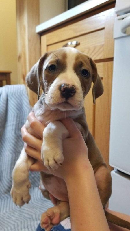 Drizella, a Adopted mixed breed in Mankato, MN image 2/3