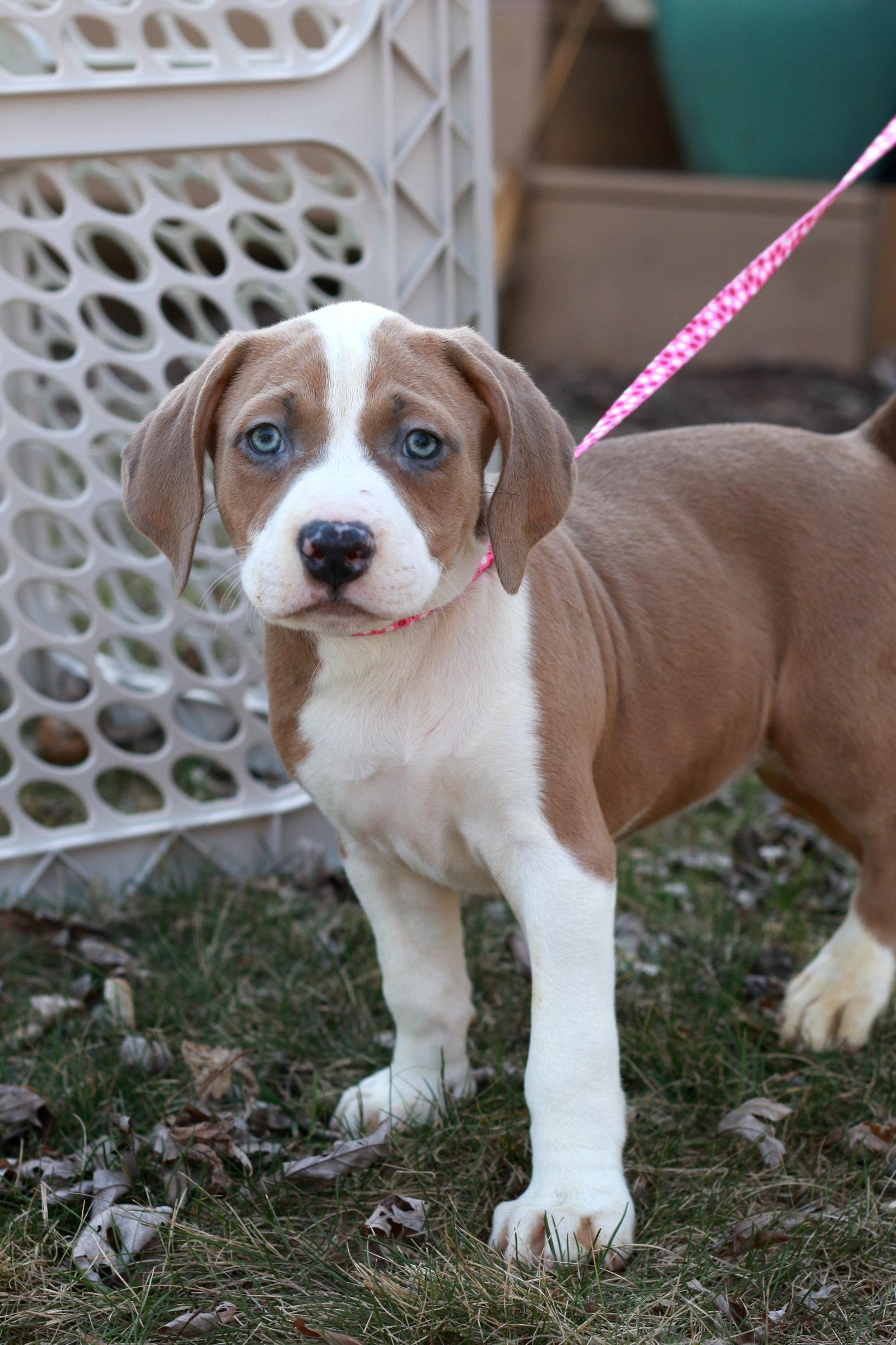 Drizella, a Adopted mixed breed in Mankato, MN image 3/3