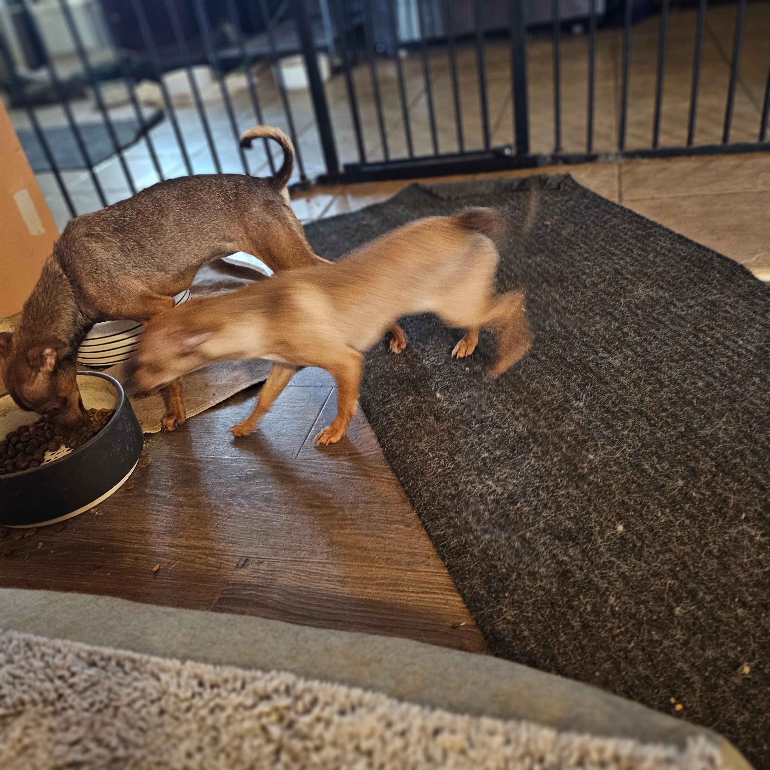 Betta, an adopted mixed breed in Clovis, NM image 4/5