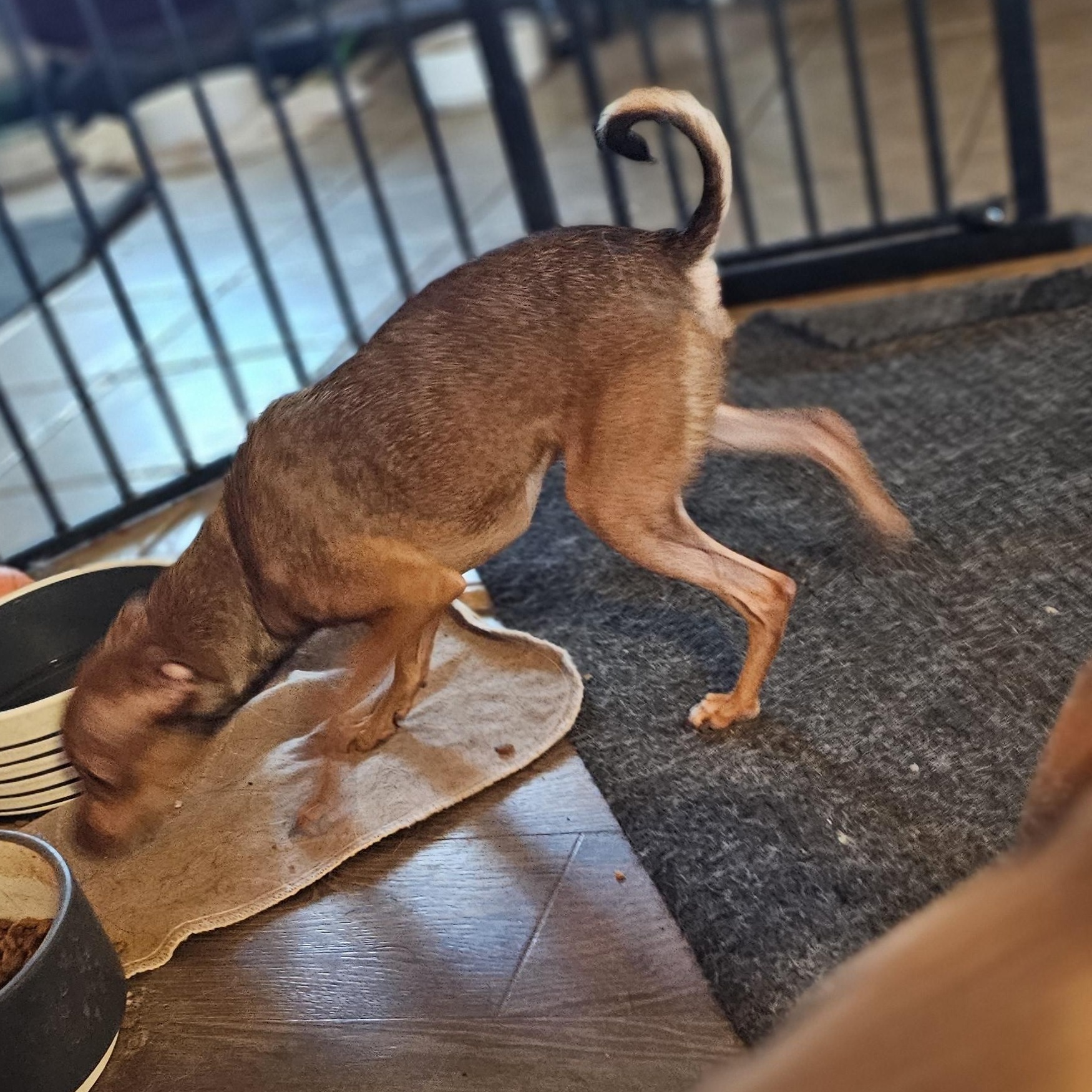 Betta, an adopted mixed breed in Clovis, NM image 1/5