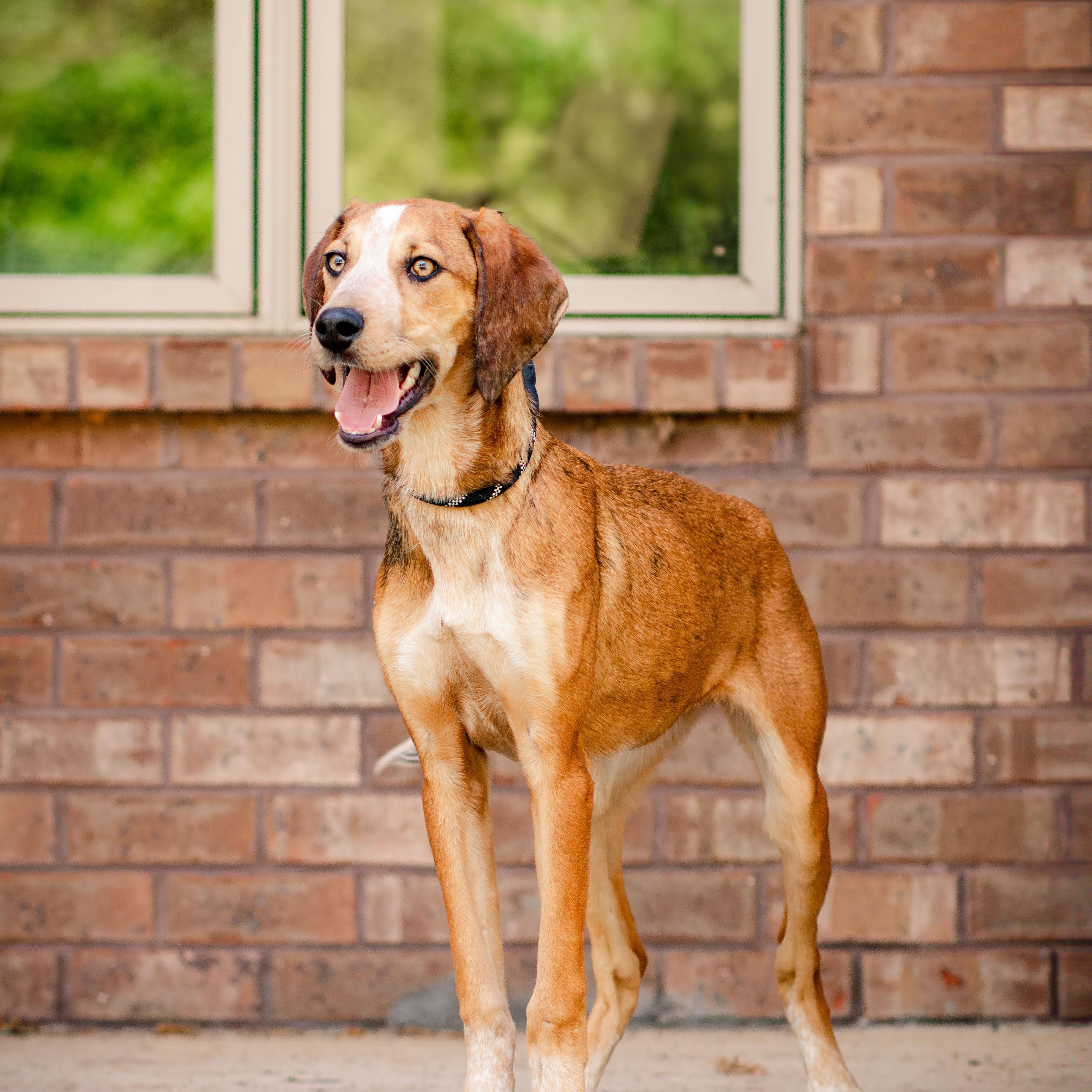 Enlarge Pastelle, a ADOPTABLE mixed breed in Loudon, TN image 2/2
