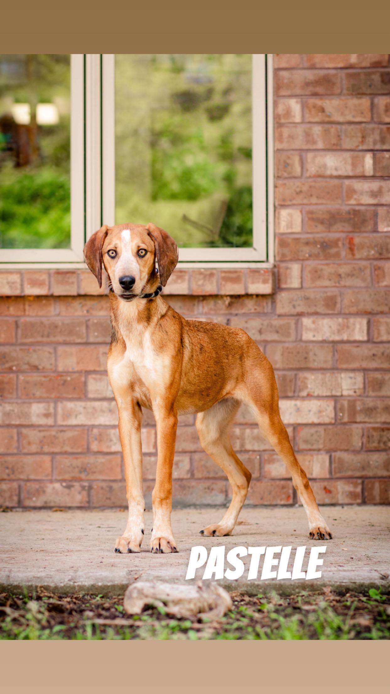 Pastelle, ADOPTABLE, Young Female Great Dane & Bluetick Coonhound.