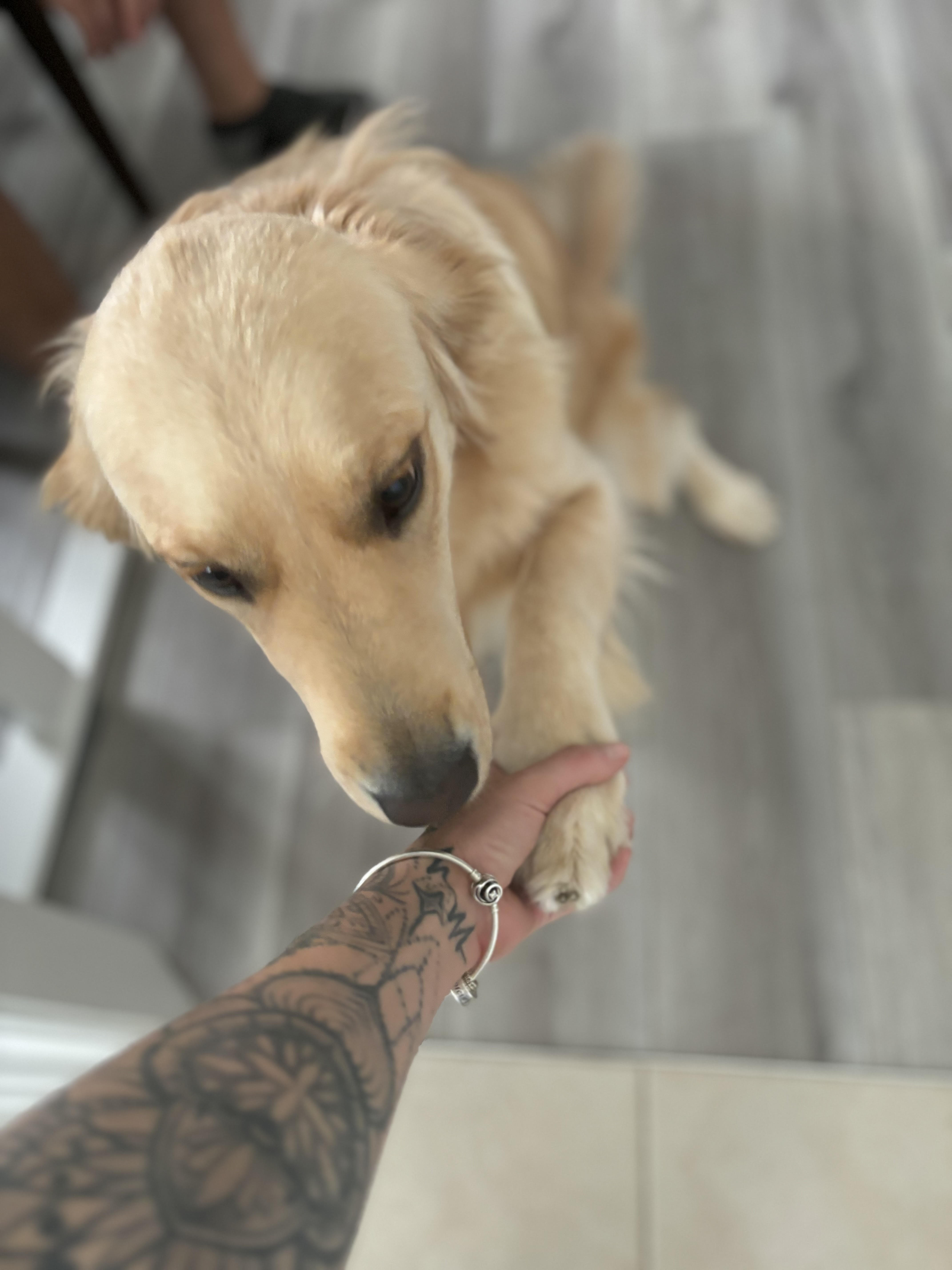 Dog for adoption LUNA, a Golden Retriever in Port Hope, ON Petfinder