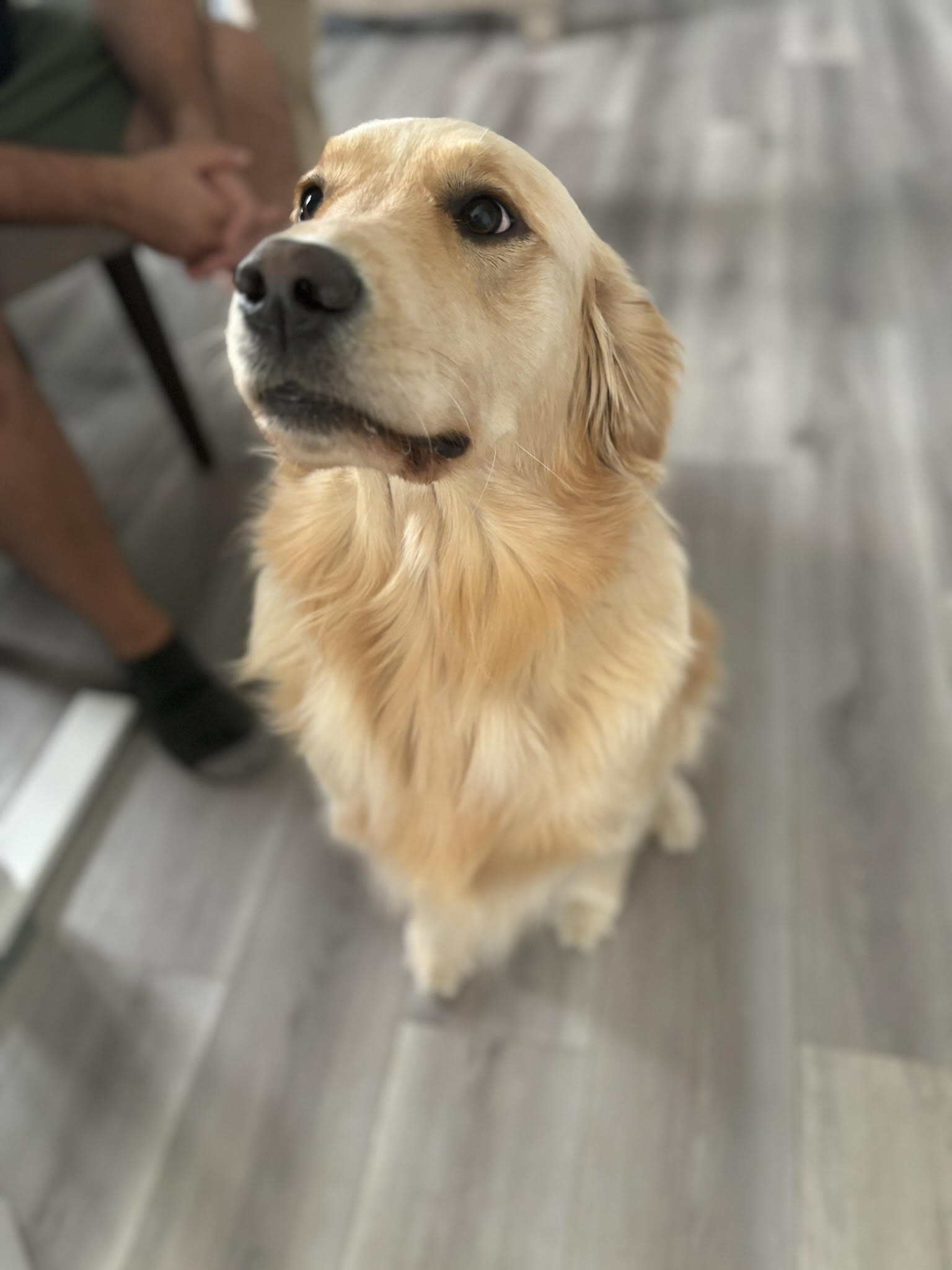 Dog for adoption LUNA, a Golden Retriever in Port Hope, ON Petfinder