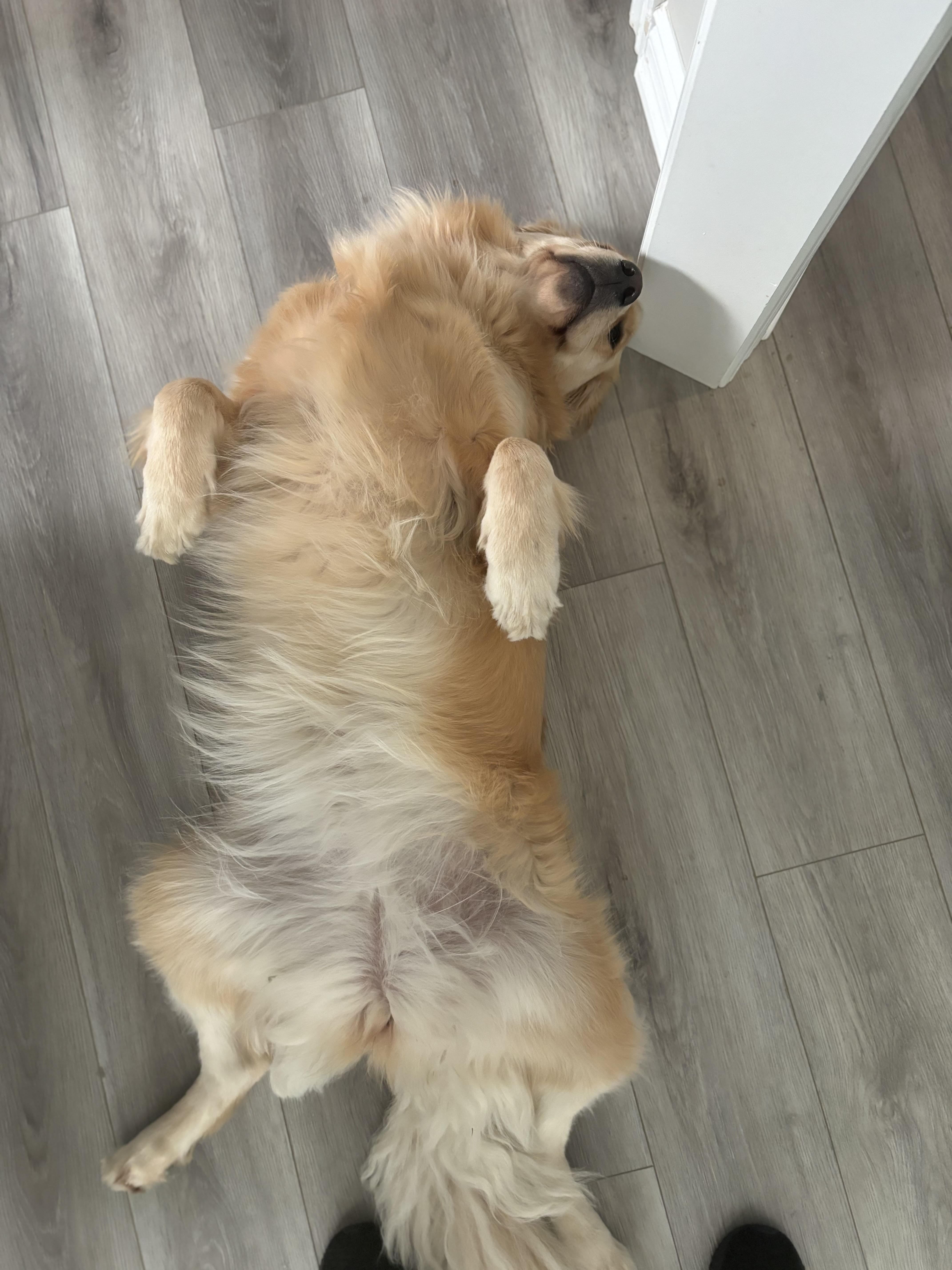 Enlarge LUNA, a Adopted Golden Retriever in Port Hope, ON image 3/5