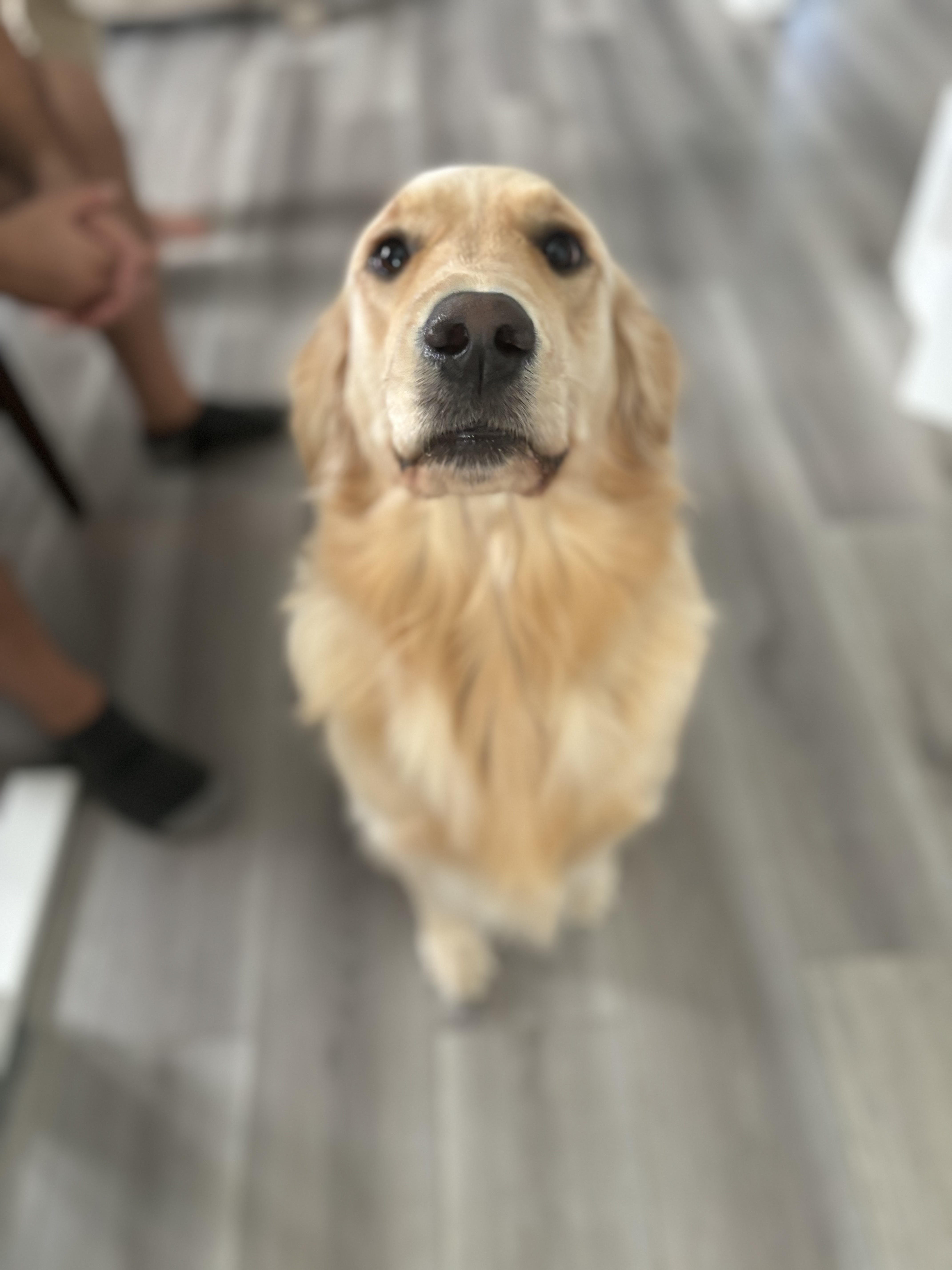 Enlarge LUNA, a Adopted Golden Retriever in Port Hope, ON image 1/5