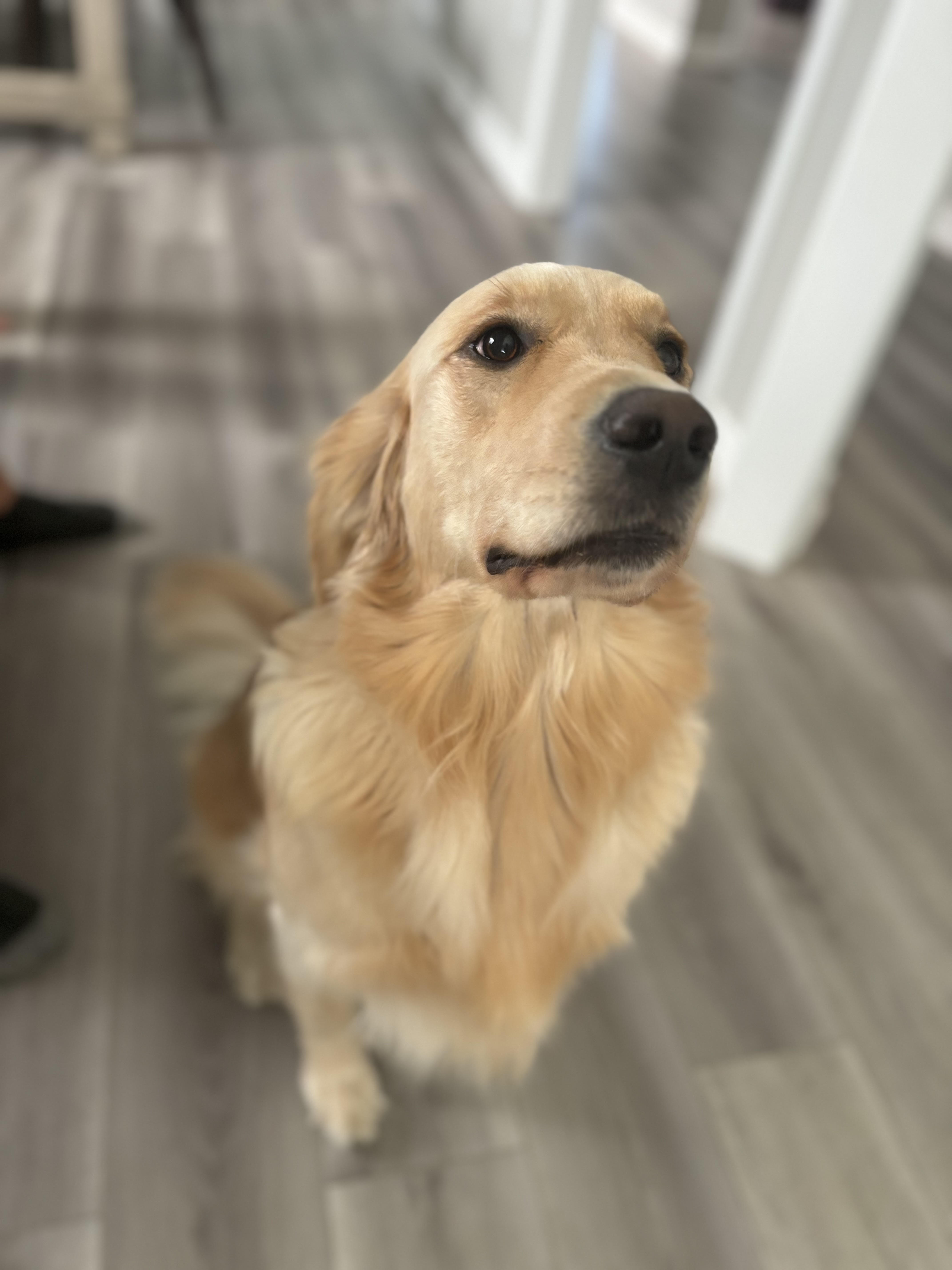 Enlarge LUNA, a Adopted Golden Retriever in Port Hope, ON image 5/5