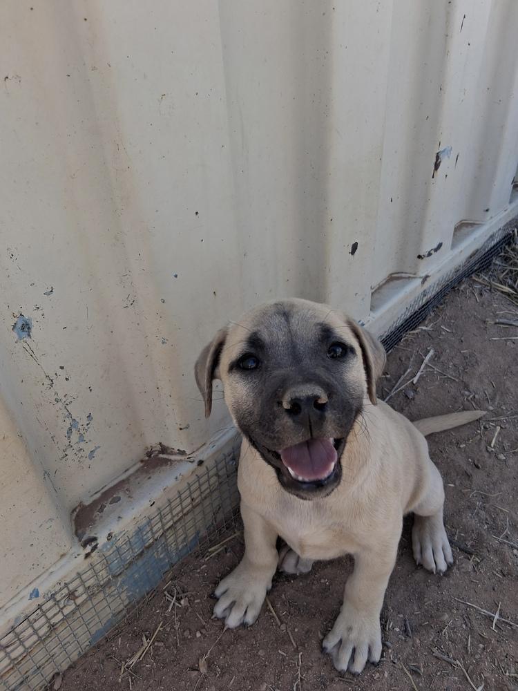 Willow, Adoptable, Puppy Female American Bully.