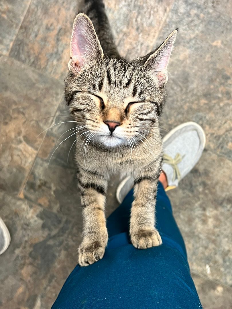 Peanut, Adopted, Young Female Domestic Short Hair.