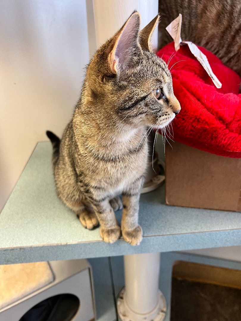 Enlarge Peanut, a Adopted Domestic Short Hair in Evansville, IN image 2/3