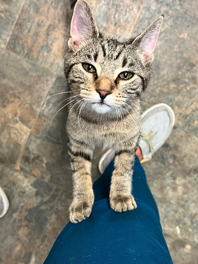 Enlarge Peanut, a Adopted Domestic Short Hair in Evansville, IN image 3/3