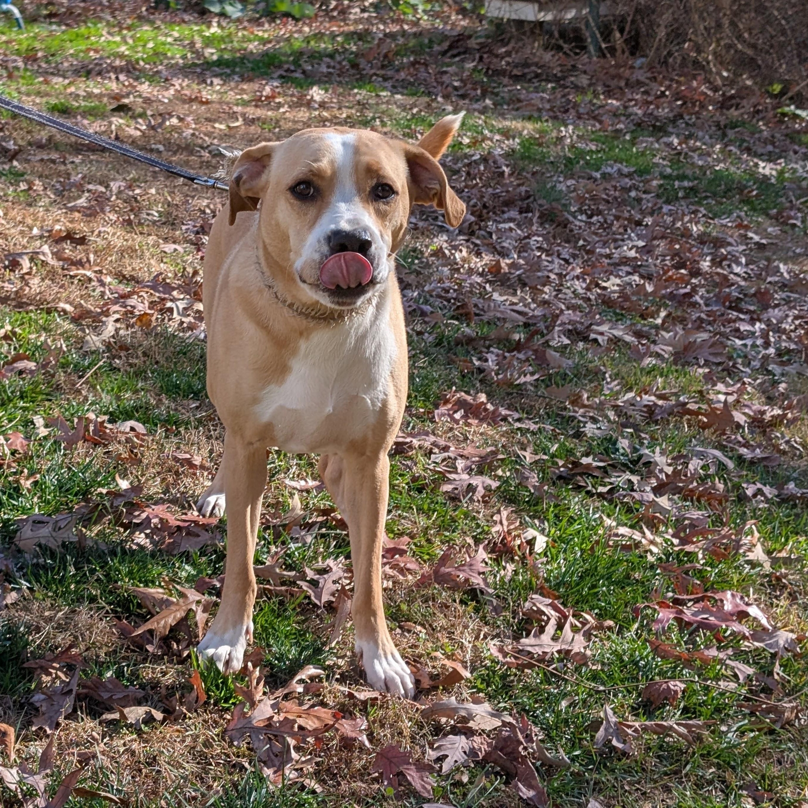 Jerry, a Adoptable mixed breed in Chesapeake Beach, MD image 5/6