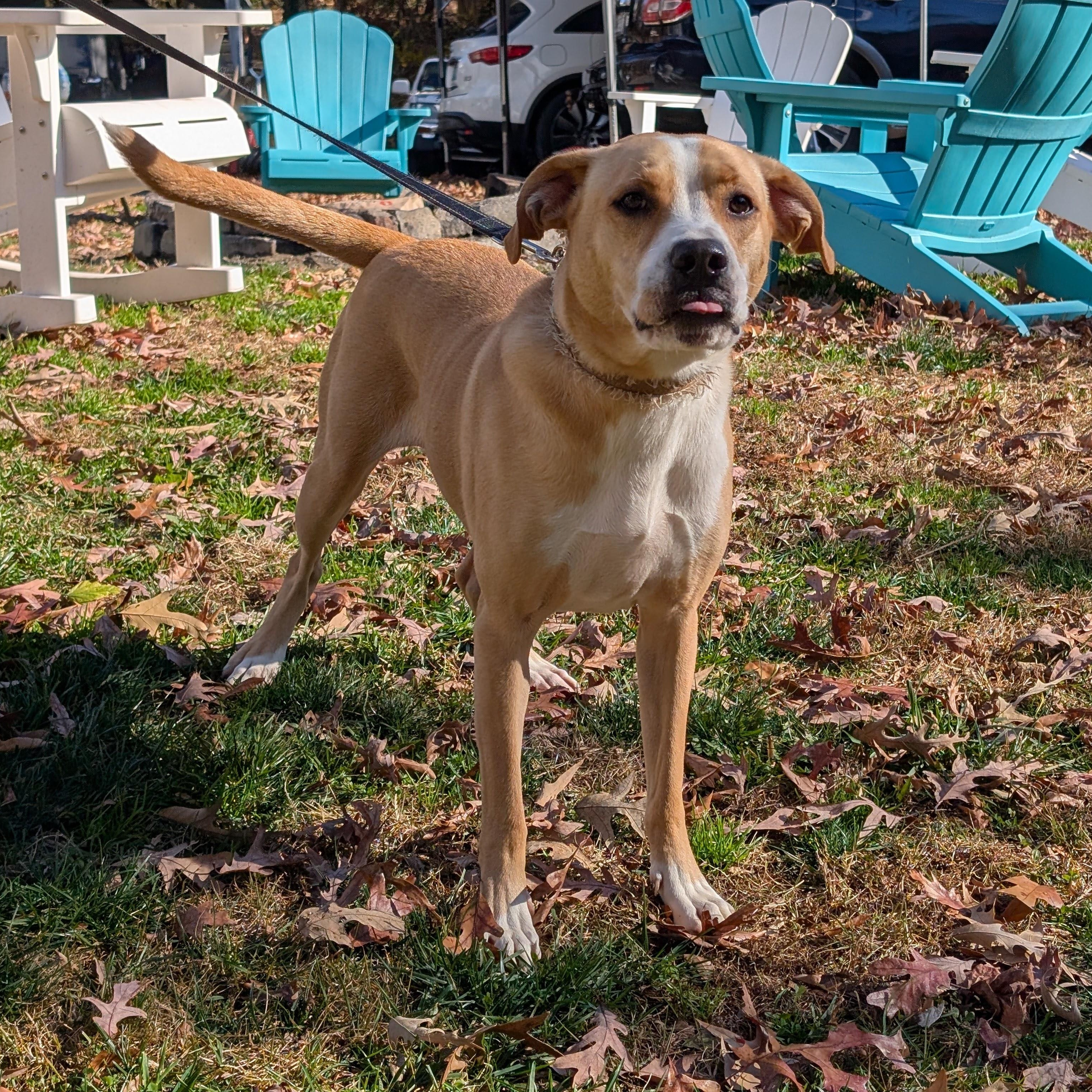 Jerry, a Adoptable mixed breed in Chesapeake Beach, MD image 2/6