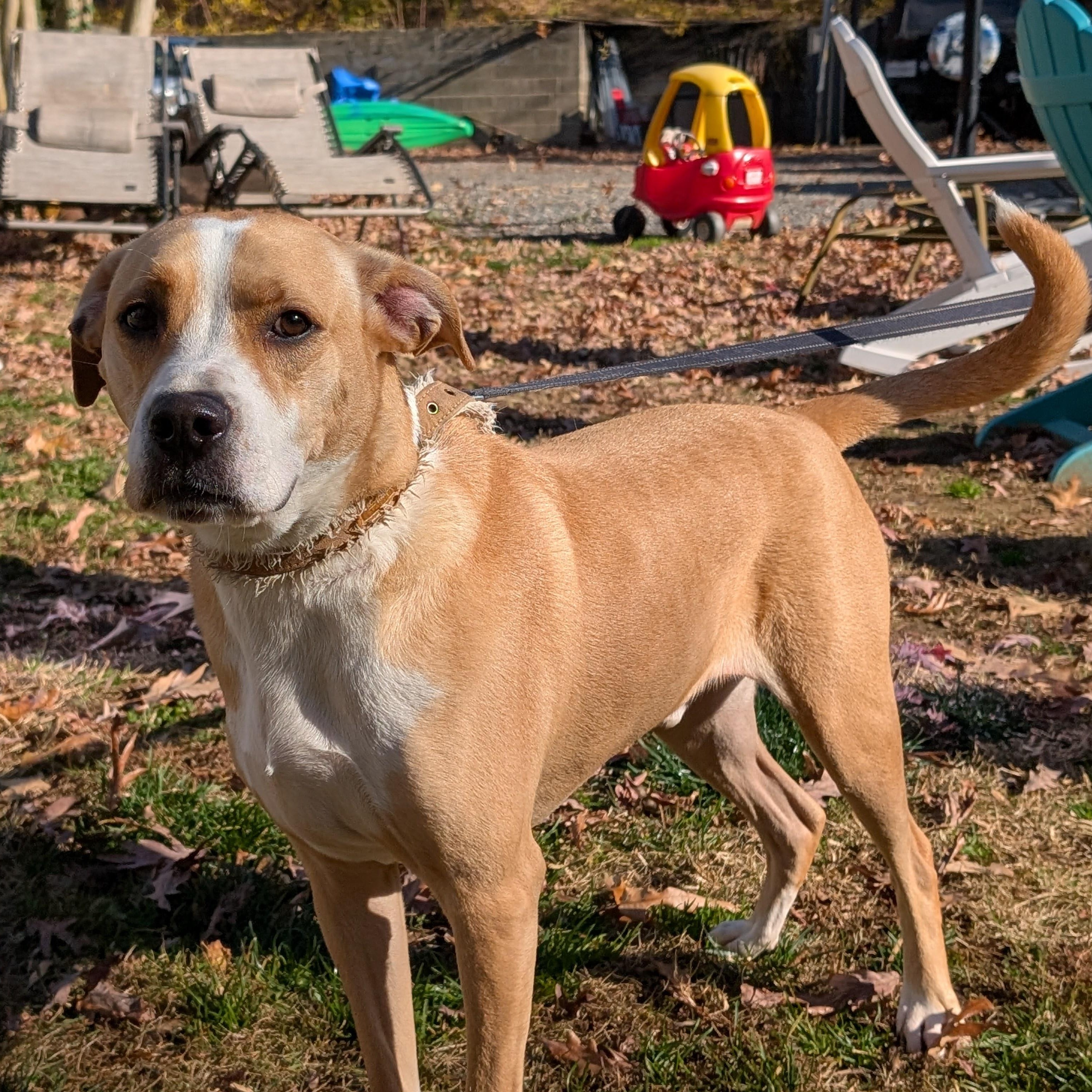 Jerry, Adoptable, Adult Male Yellow Labrador Retriever.