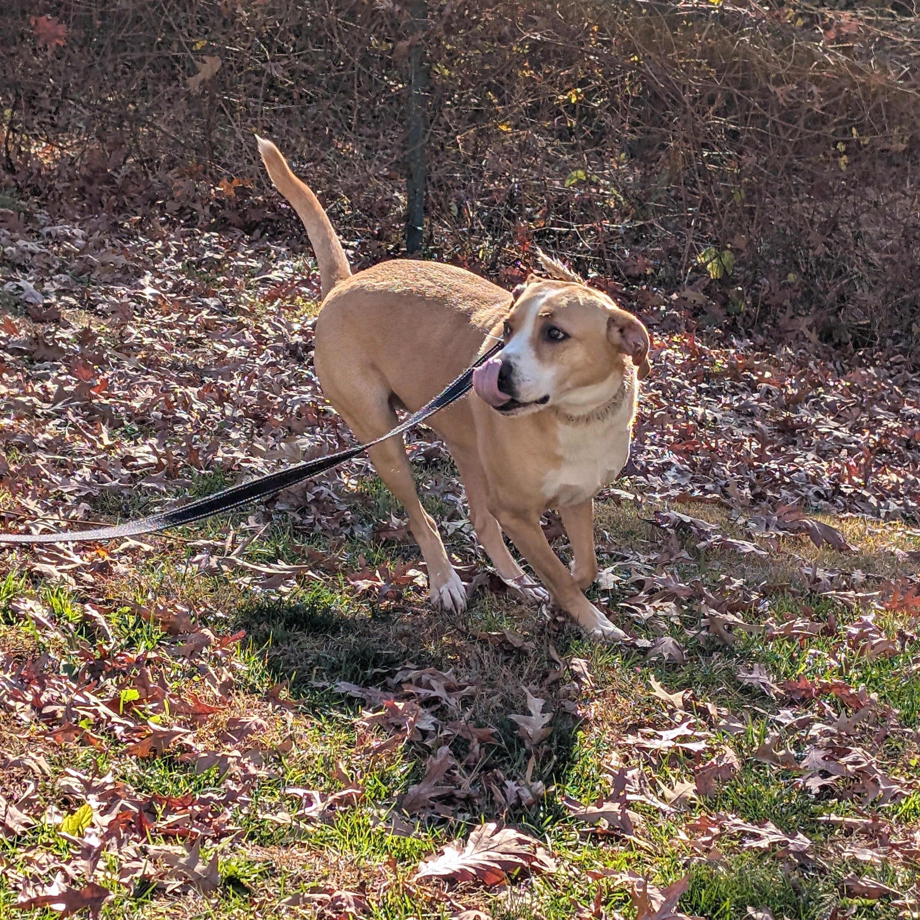 Jerry, a Adoptable mixed breed in Chesapeake Beach, MD image 4/6