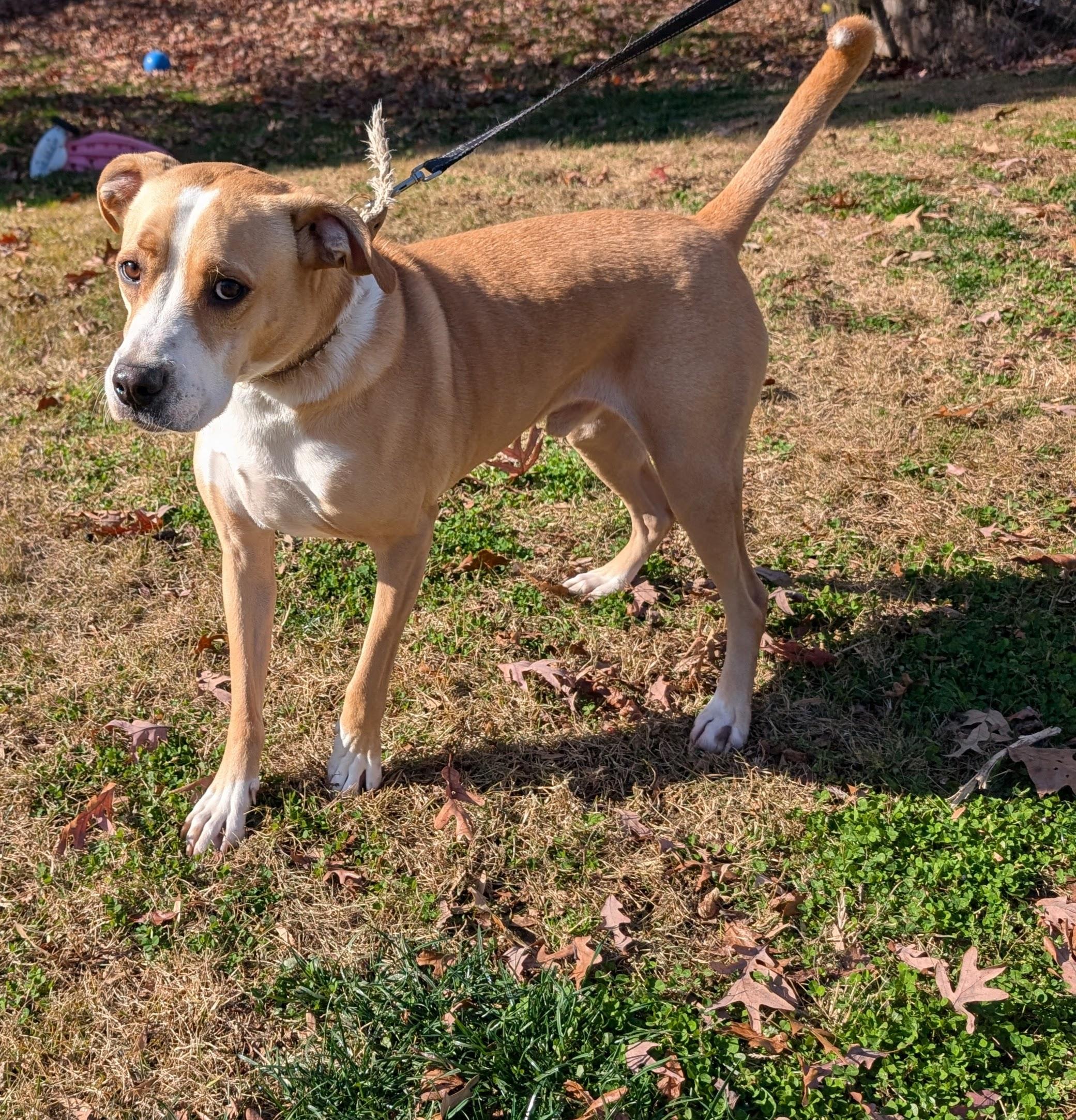 Jerry, a Adoptable mixed breed in Chesapeake Beach, MD image 6/6