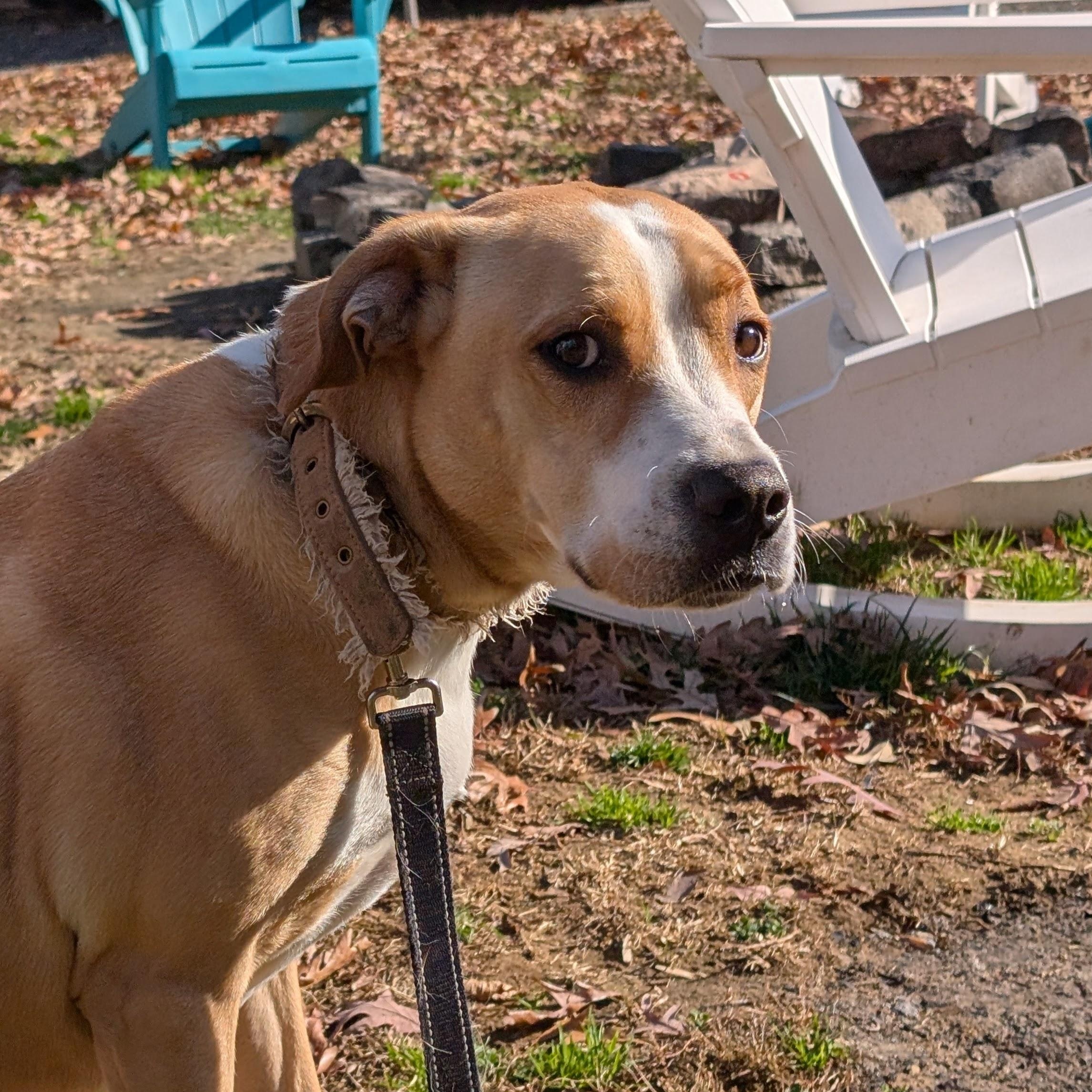 Jerry, a Adoptable mixed breed in Chesapeake Beach, MD image 3/6