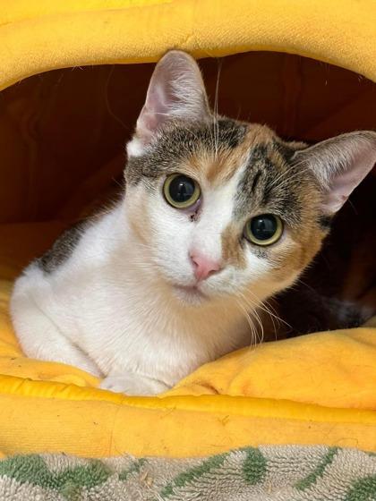 Aurora, Adoptable, Adult Female Domestic Short Hair & Domestic Short Hair.