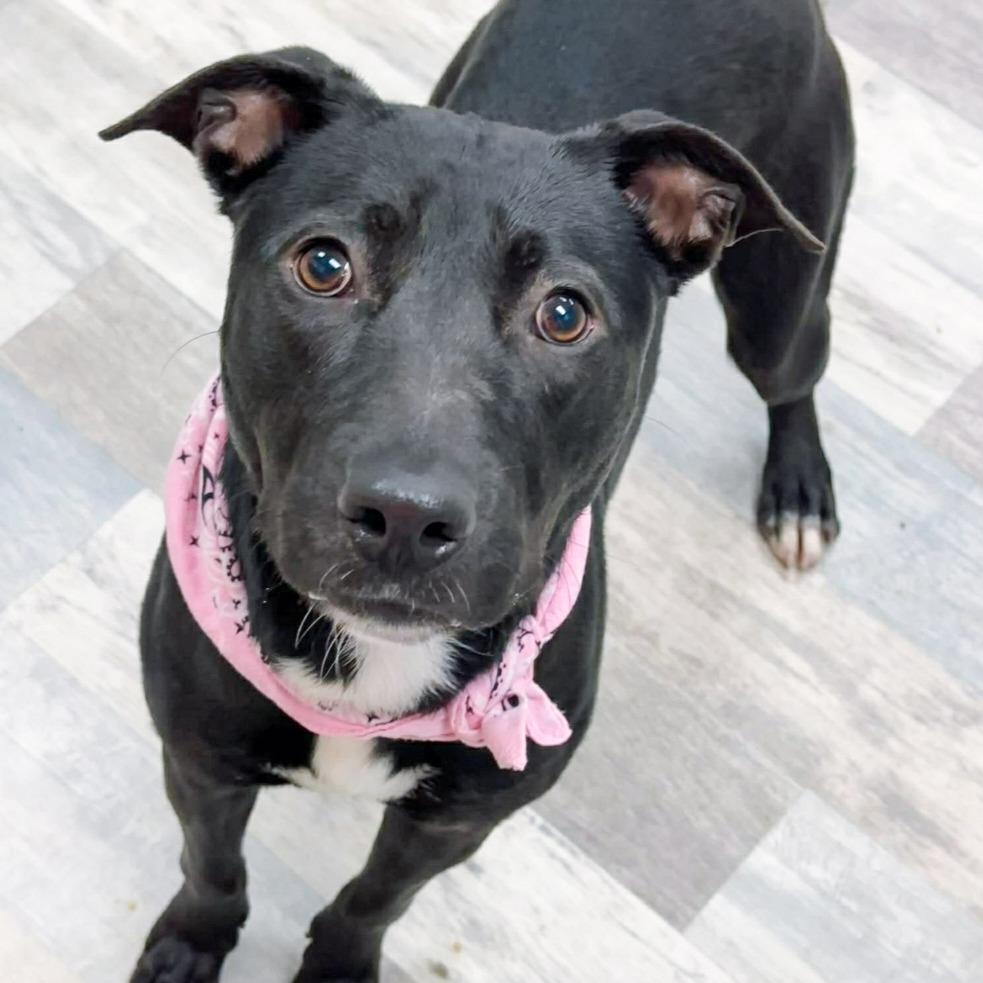 Molly, Adoptable, Young Female Mountain Cur.