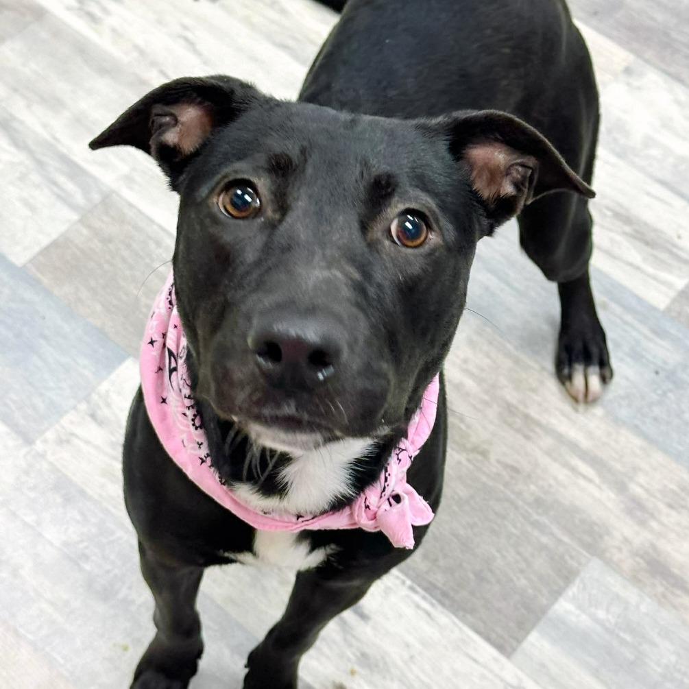 Enlarge Molly, a Adoptable Mountain Cur in Lufkin, TX image 2/3