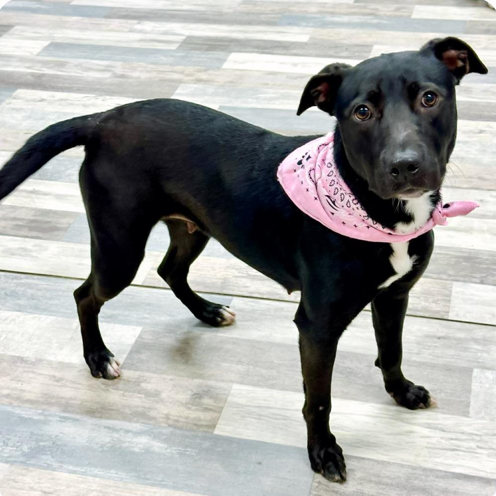 Enlarge Molly, a Adoptable Mountain Cur in Lufkin, TX image 3/3