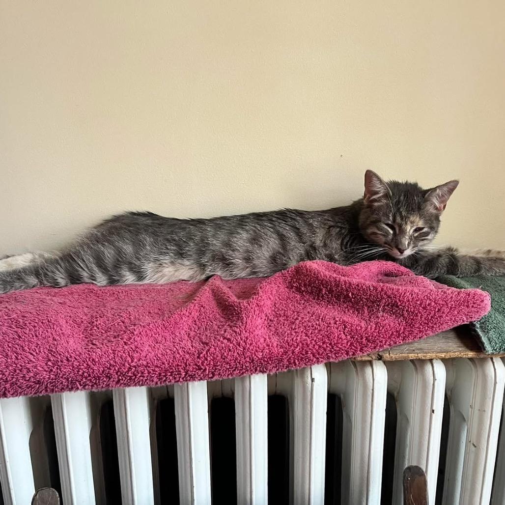 Enlarge Sharona (Dash), a Adoptable Domestic Medium Hair in Harrisonburg, VA image 1/6