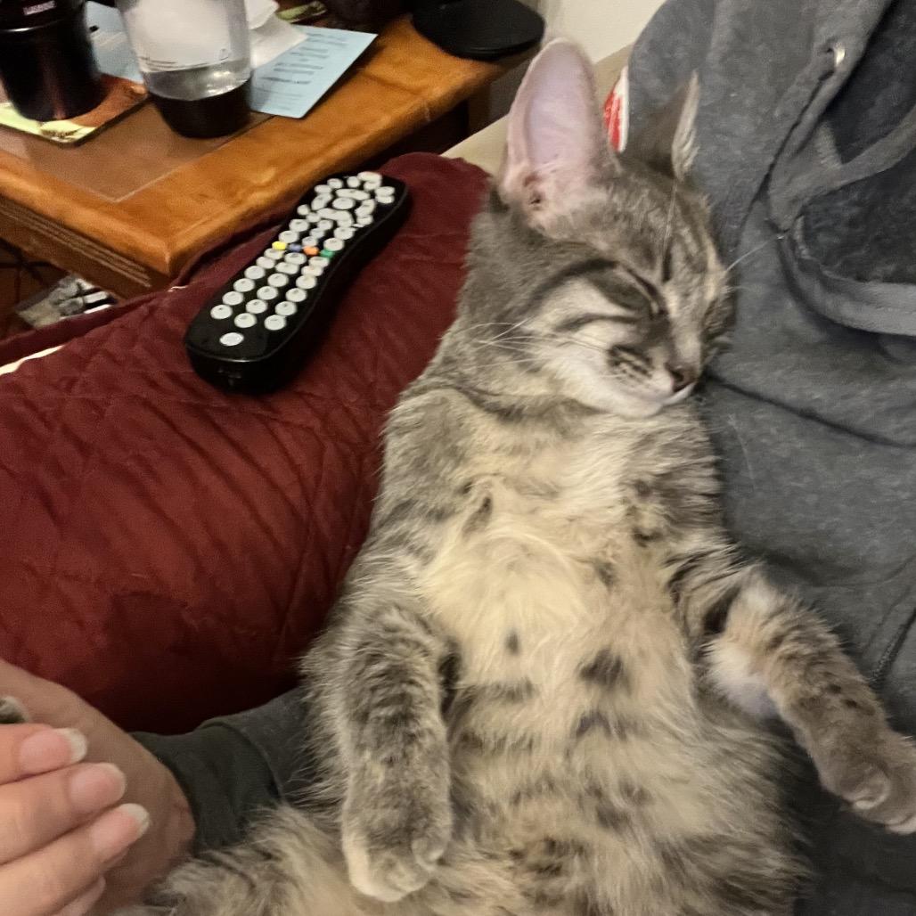 Enlarge Sharona (Dash), a Adoptable Domestic Medium Hair in Harrisonburg, VA image 3/6