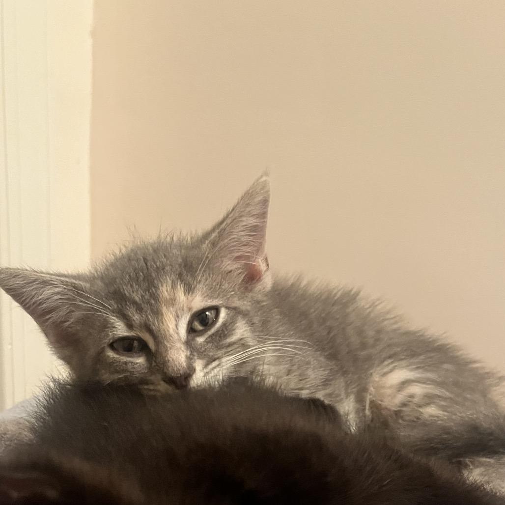 Sharona, Adoptable, Young Female Domestic Medium Hair.