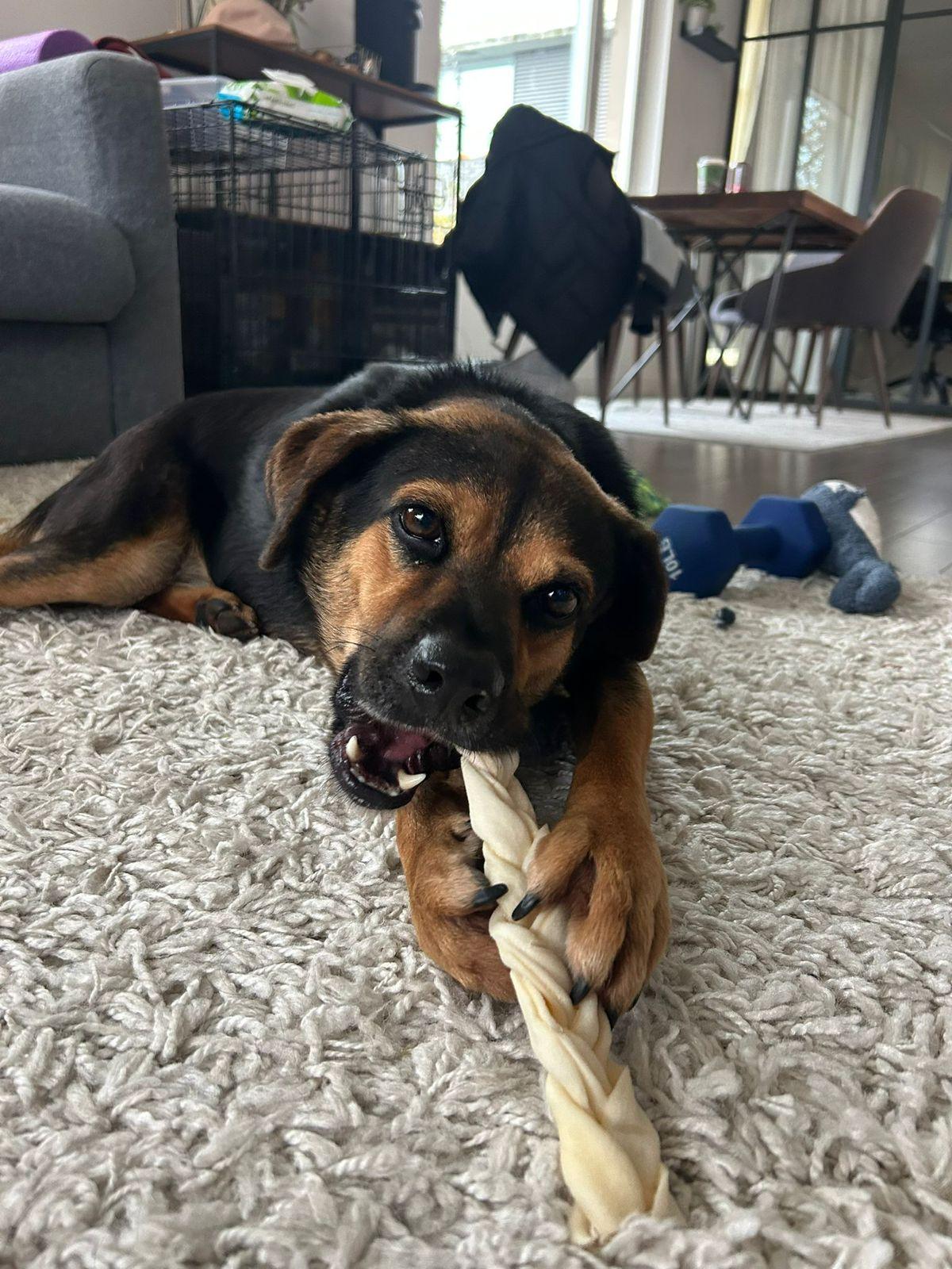 Yondu, a Adoptable mixed breed in North Vancouver, BC image 2/4