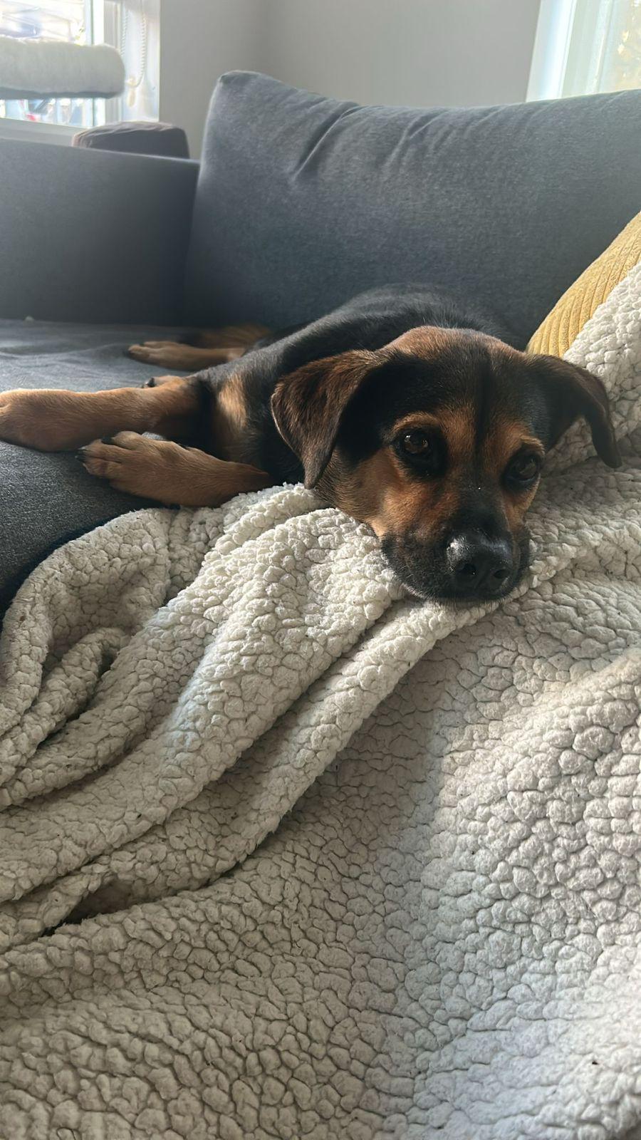 Yondu, a Adoptable mixed breed in North Vancouver, BC image 3/4