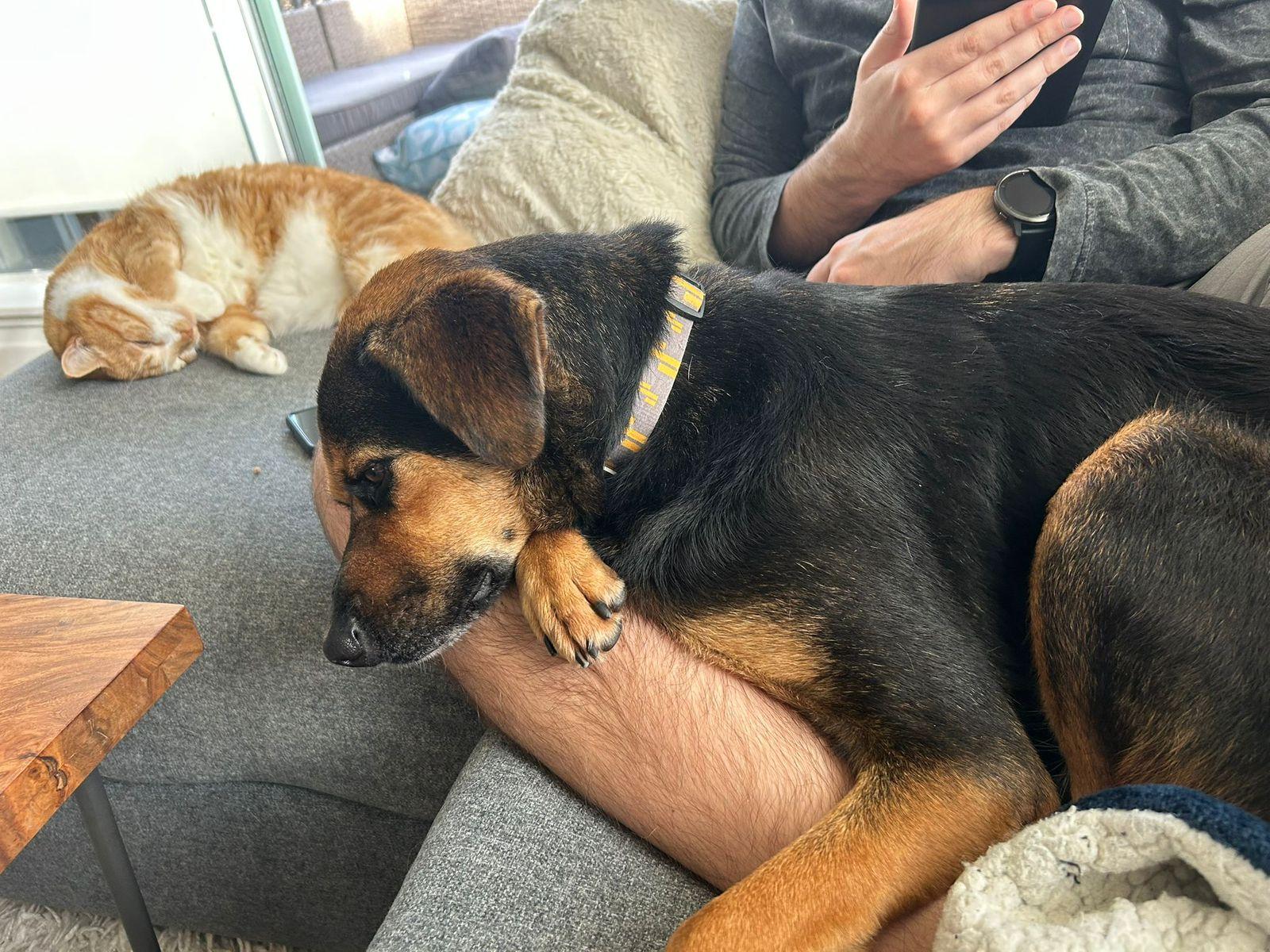 Yondu, a Adoptable mixed breed in North Vancouver, BC image 4/4