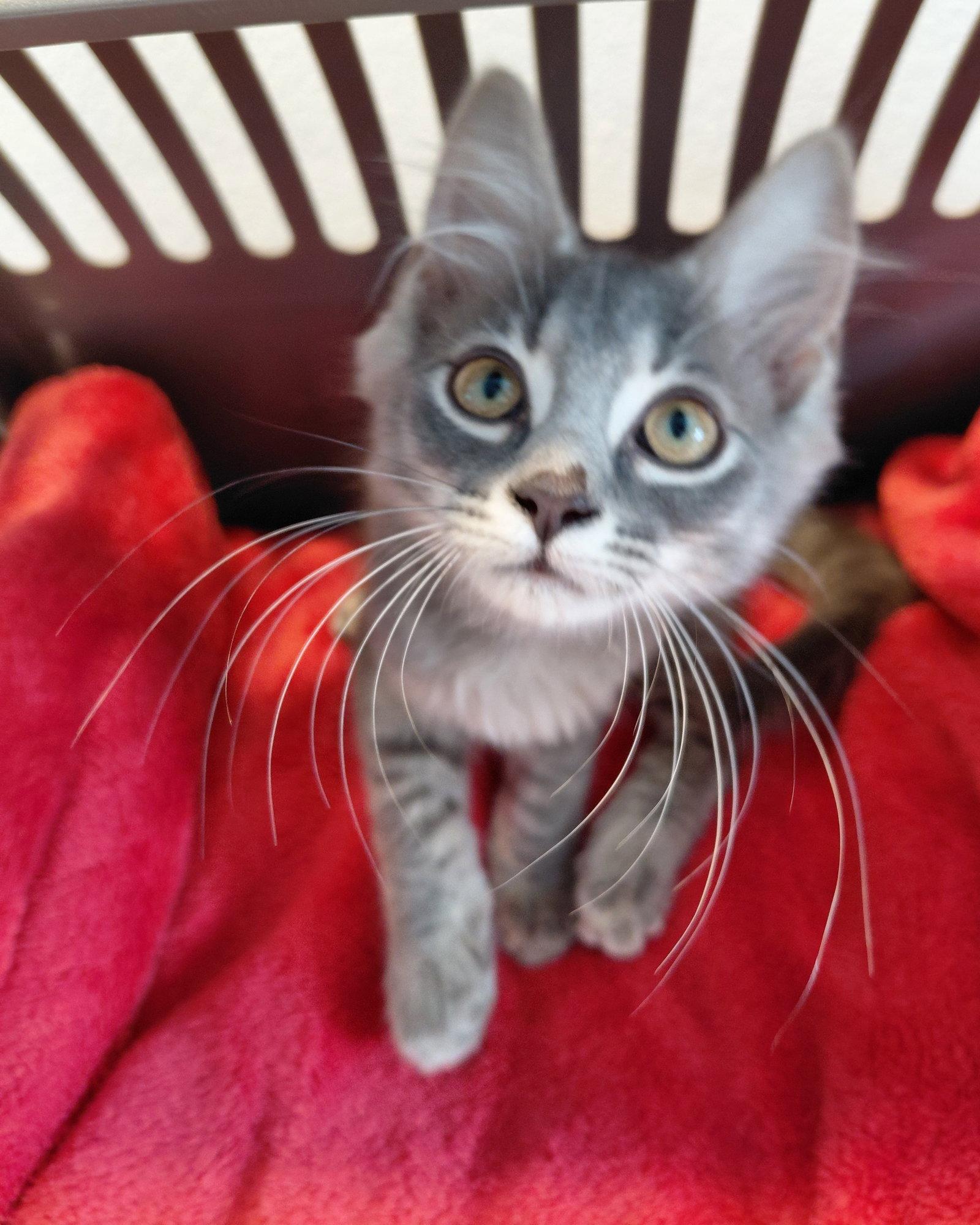Kooper, Adoptable, Young Male Domestic Medium Hair.