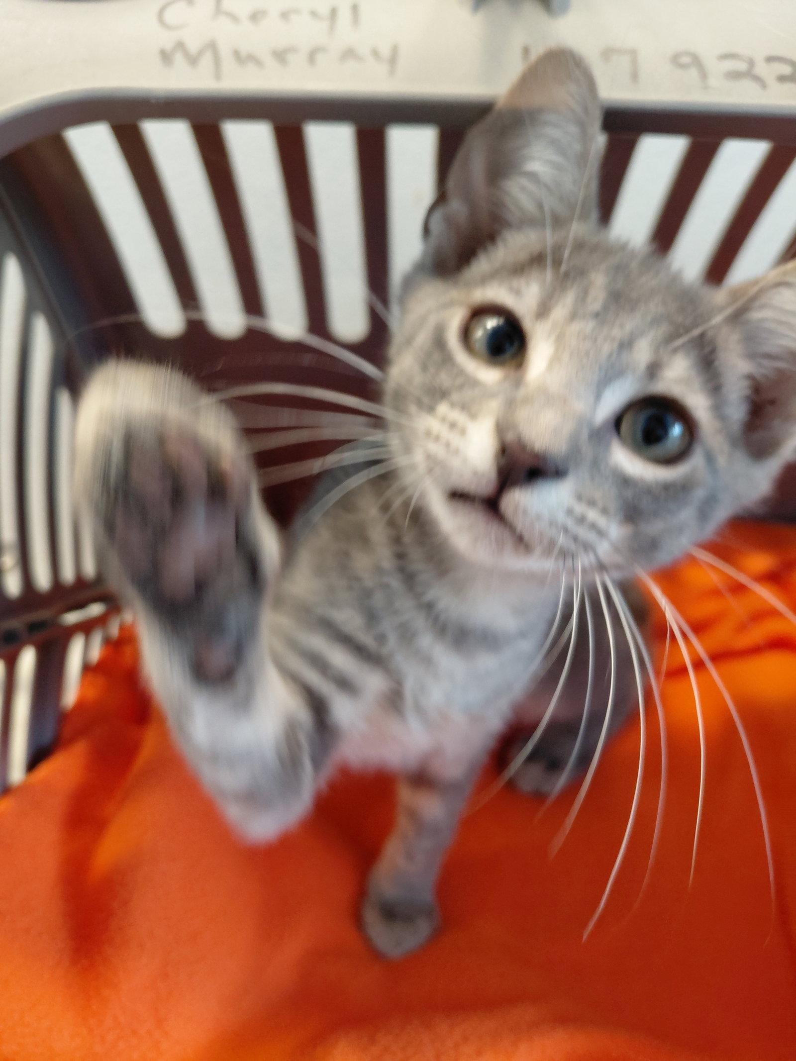 Kooper, a Adoptable Domestic Medium Hair in St. Cloud, FL image 2/3