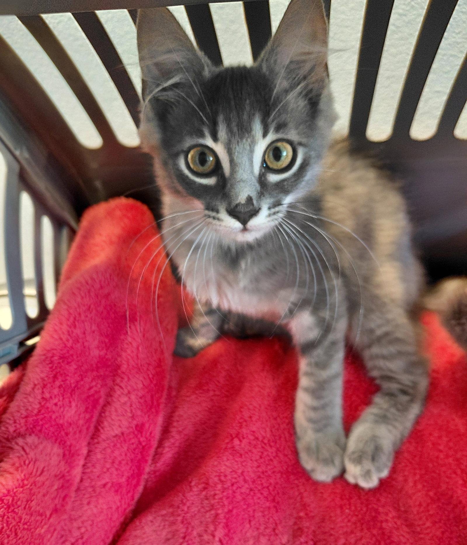 Kooper, a Adoptable Domestic Medium Hair in St. Cloud, FL image 3/3