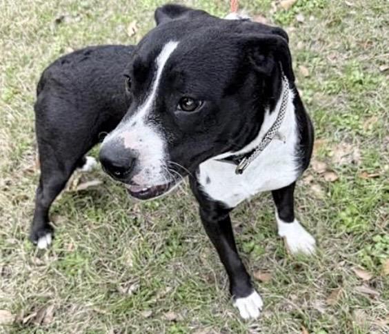 CLOVER — thumbnail 2