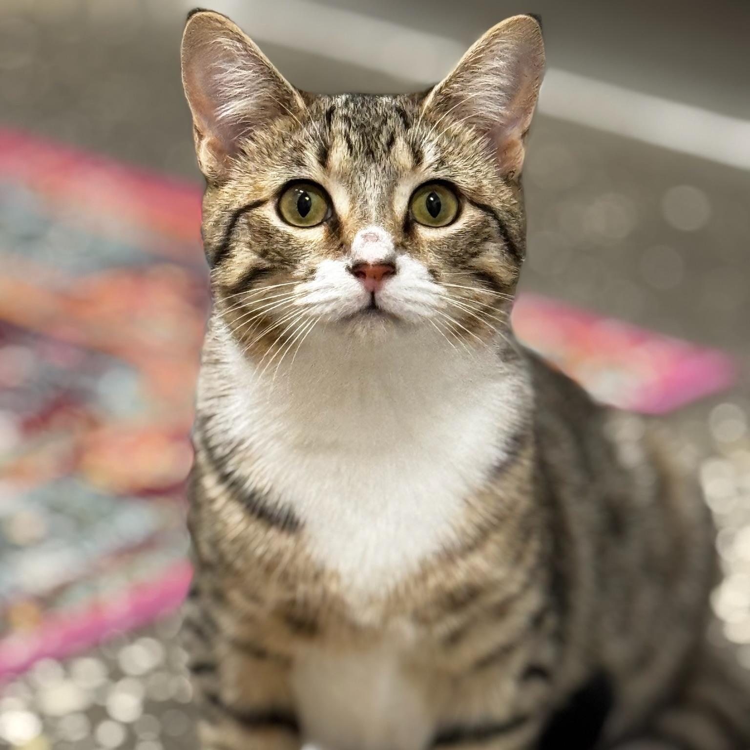 Enlarge Dawn, a Adoptable Domestic Short Hair in Oldsmar, FL image 2/4