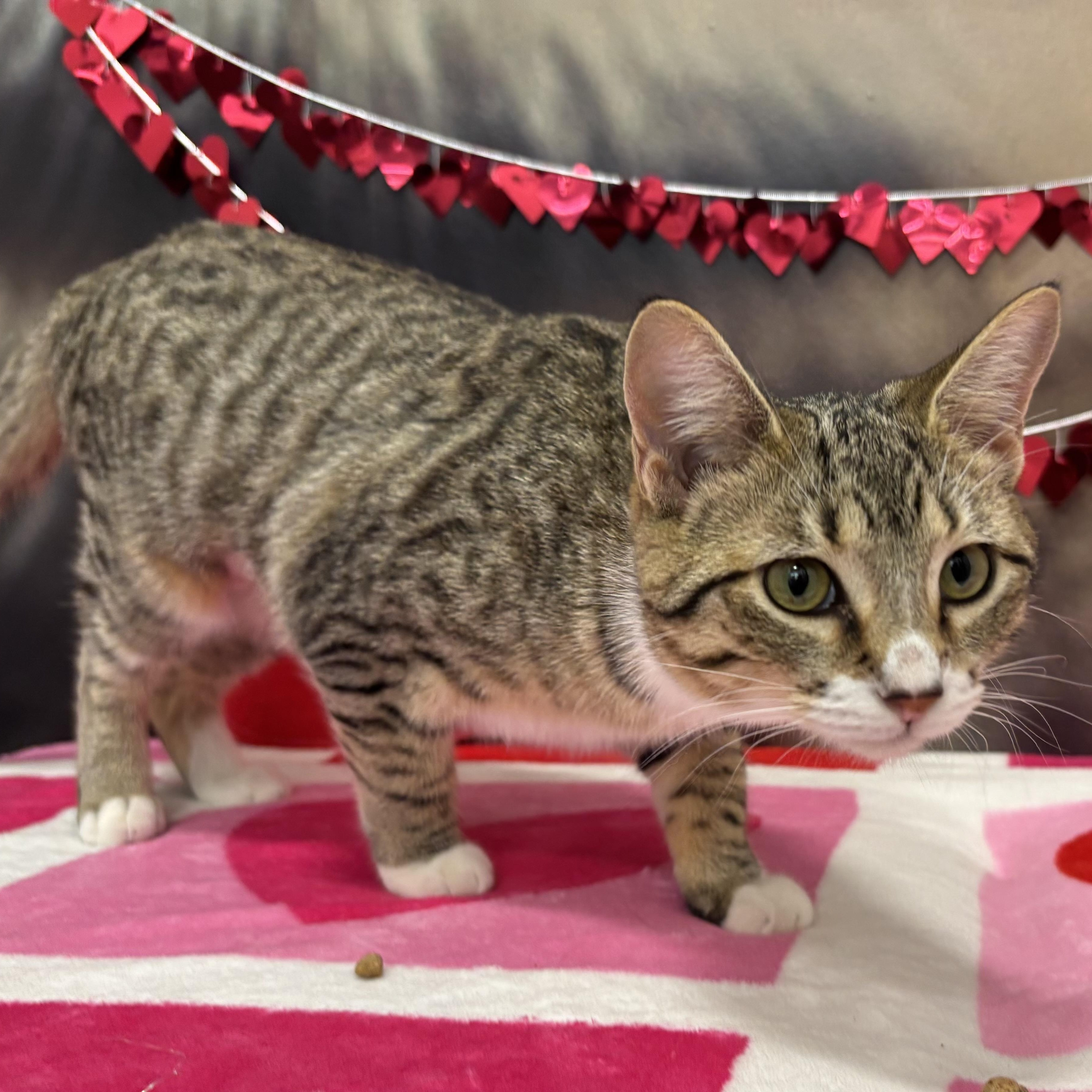 Enlarge Dawn, a Adoptable Domestic Short Hair in Oldsmar, FL image 1/4