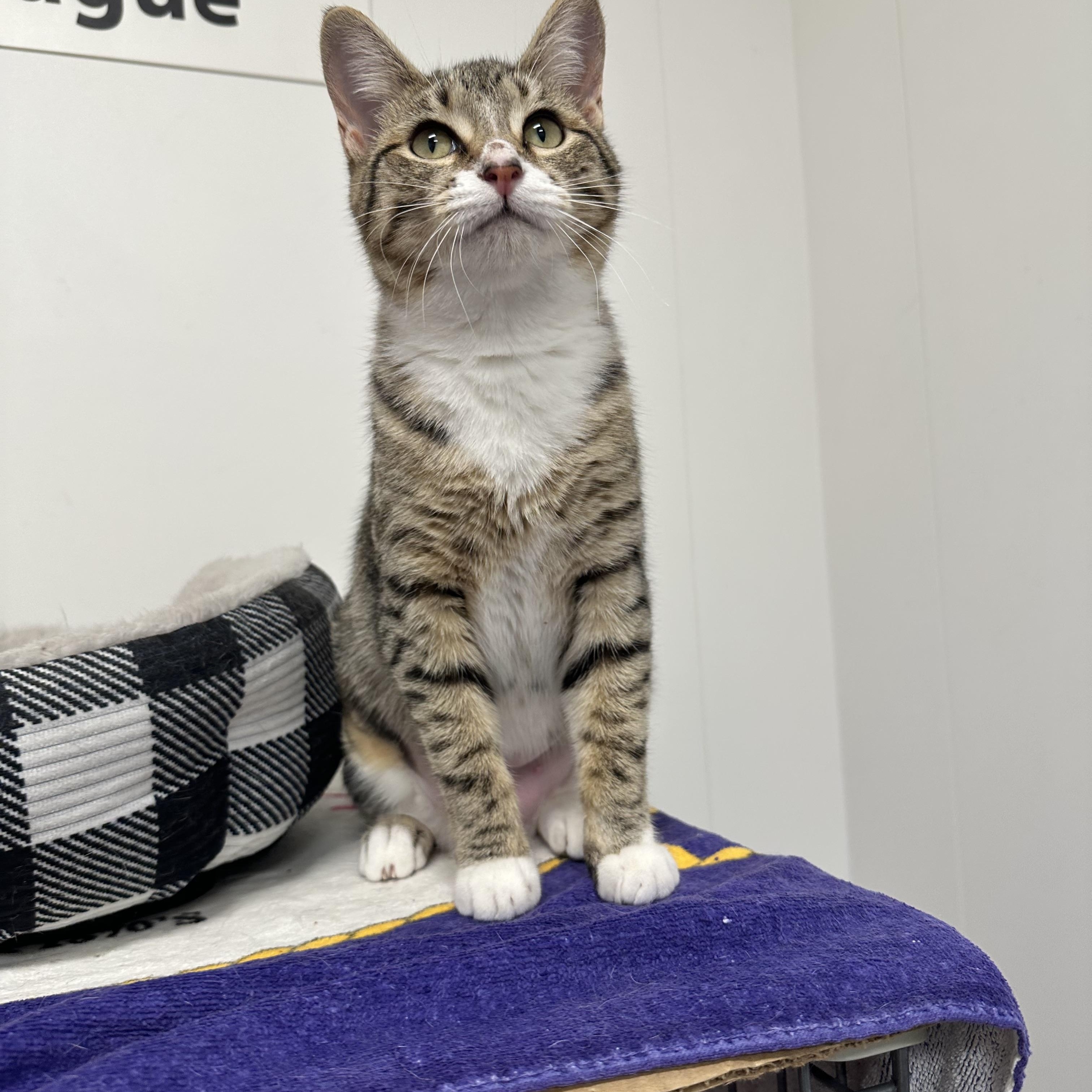 Enlarge Dawn, a Adoptable Domestic Short Hair in Oldsmar, FL image 4/4